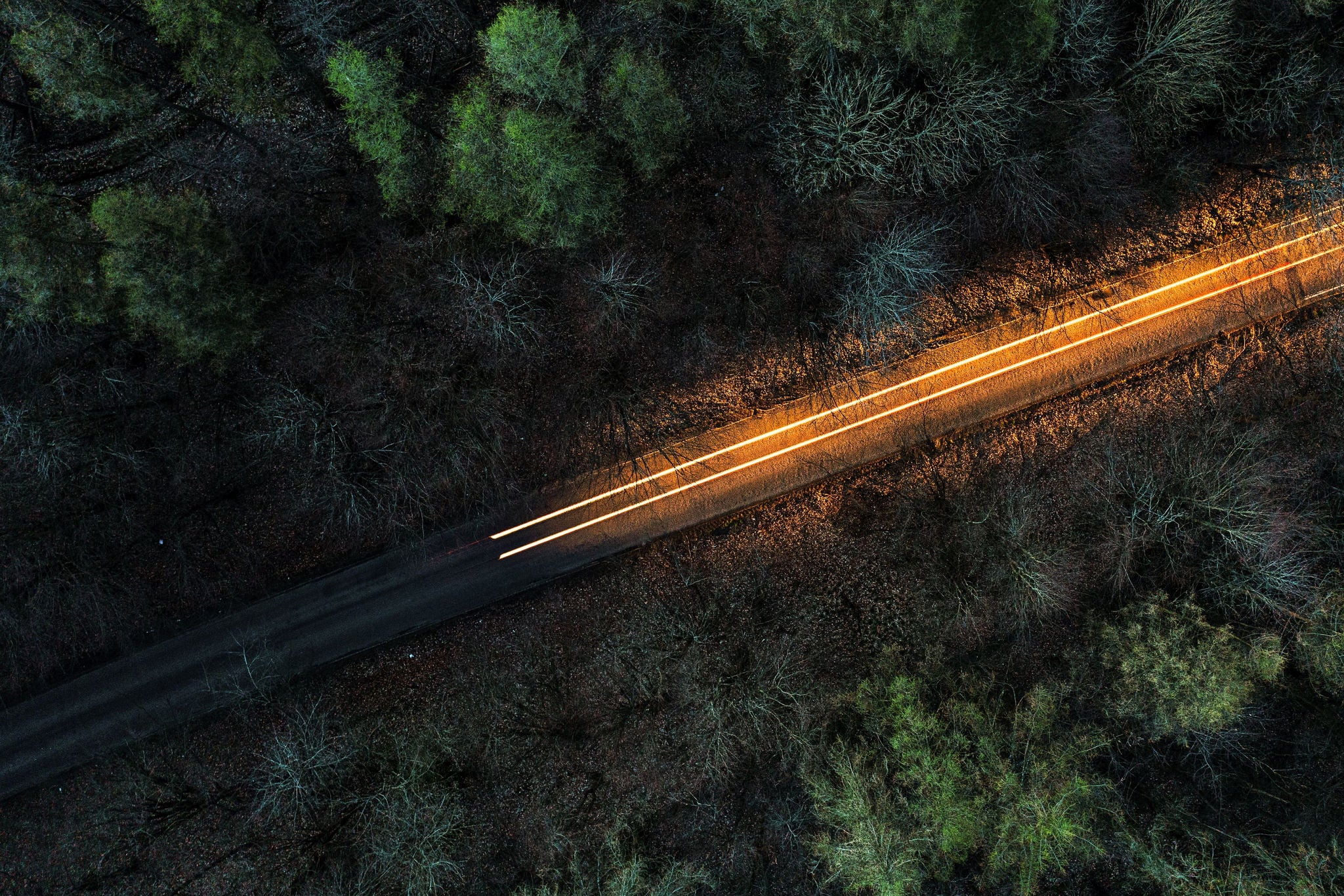 A ray of light in the middle of the forest