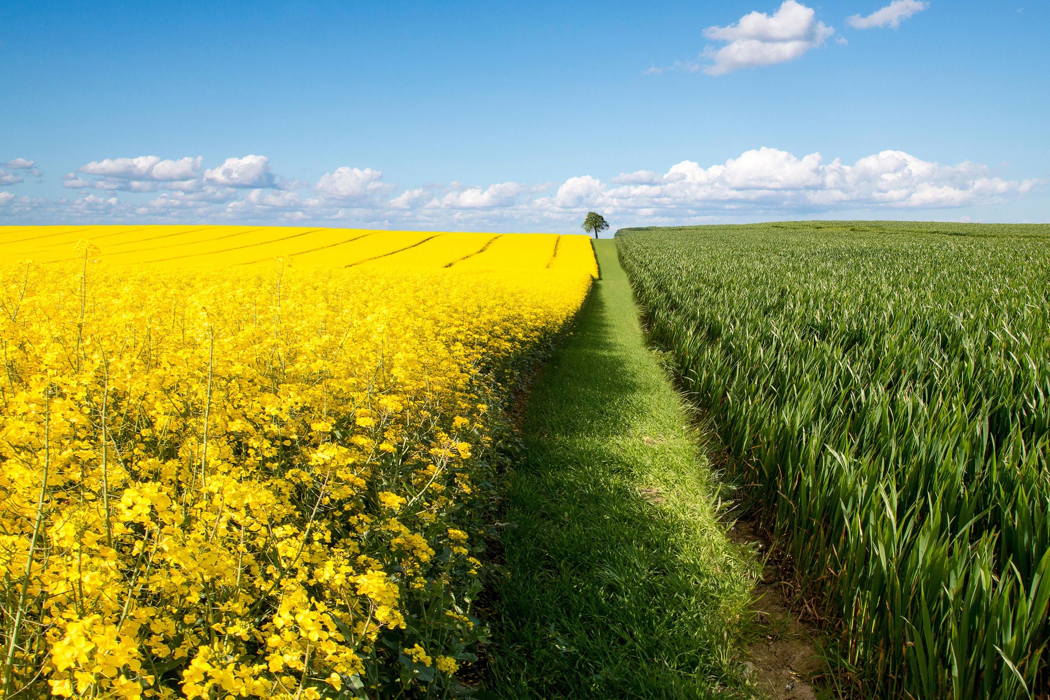 A Lone tree growing in a rapeseed field, Jutland, Denmark