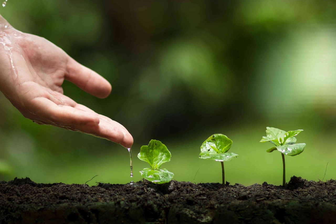 Close up of hand by a plant