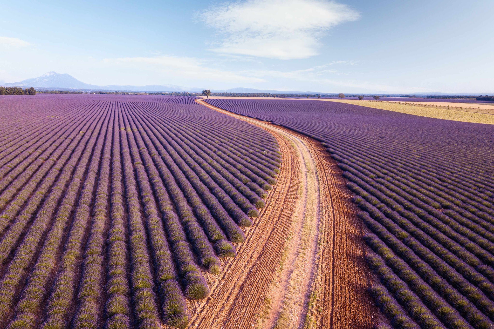 Country road through lavender fields