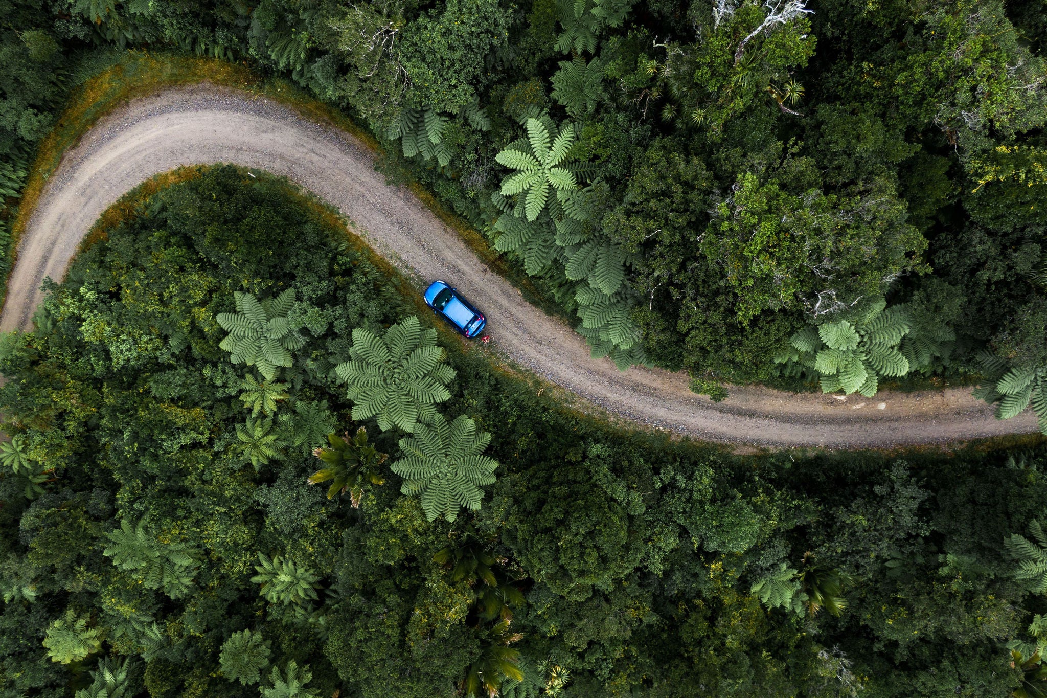 Car driving down road in forest