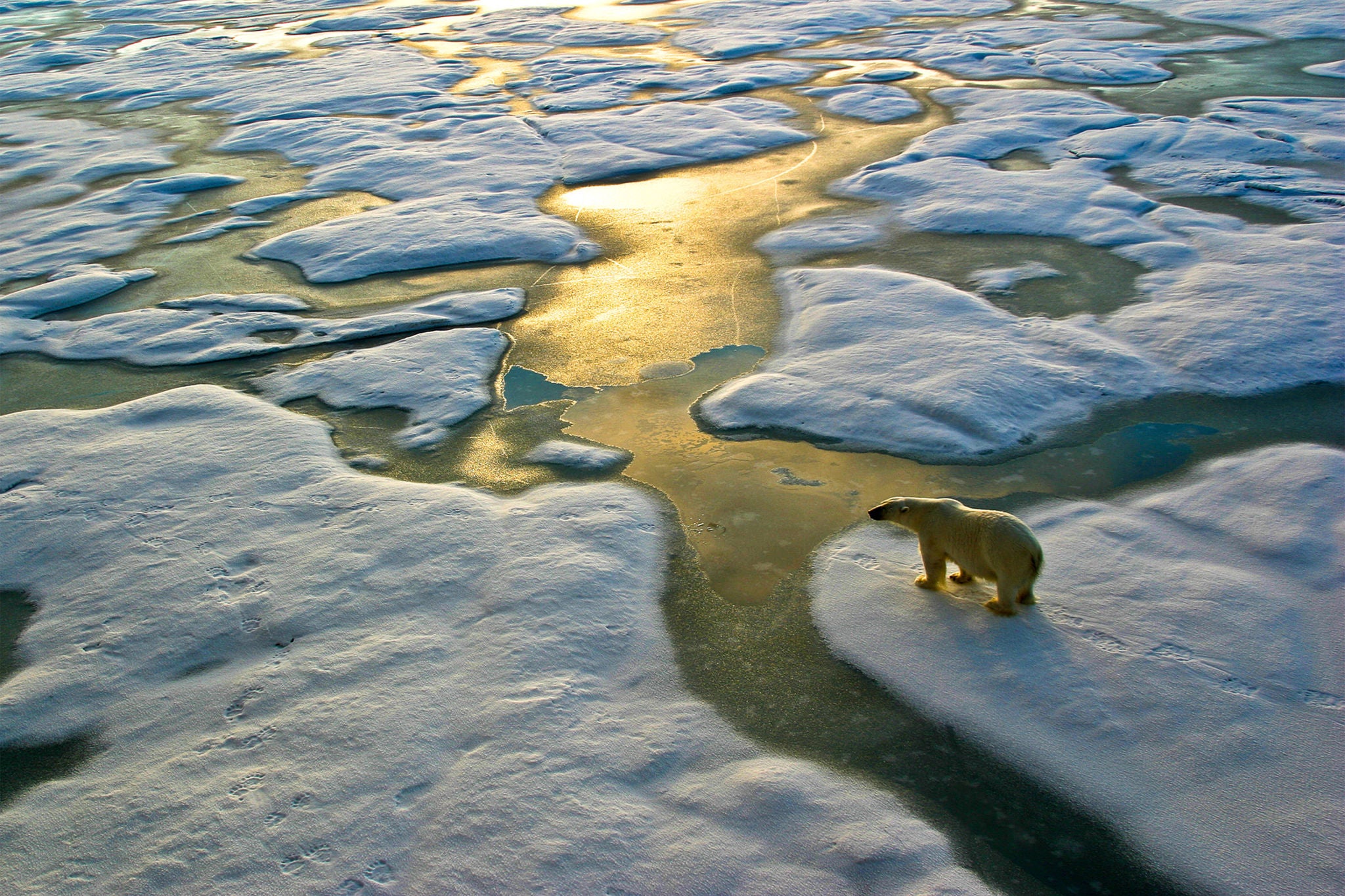 Section 1 The loss of natural habitats poses long-term risks to the global economy