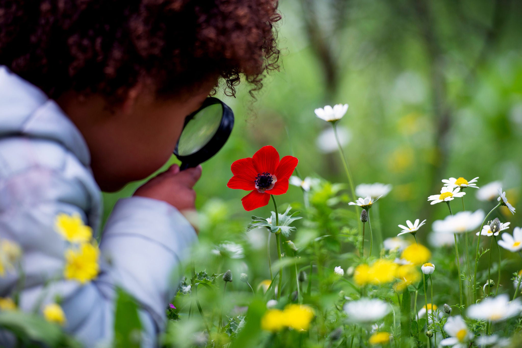 Ein kleines Kind erforscht eine AnemonenblÃ¼te durch ein VergrÃ¶Ã erungsglas im Freien.