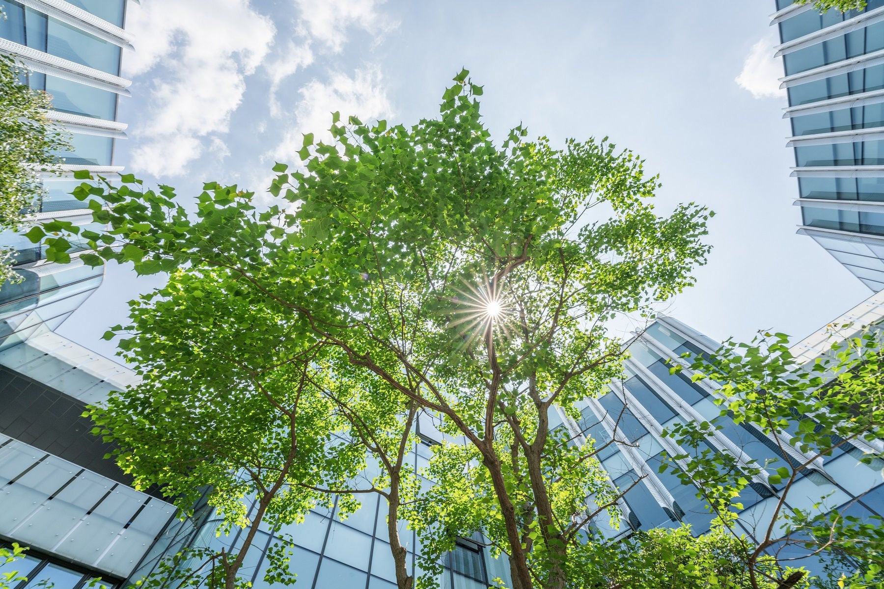 Trees in the Eco City