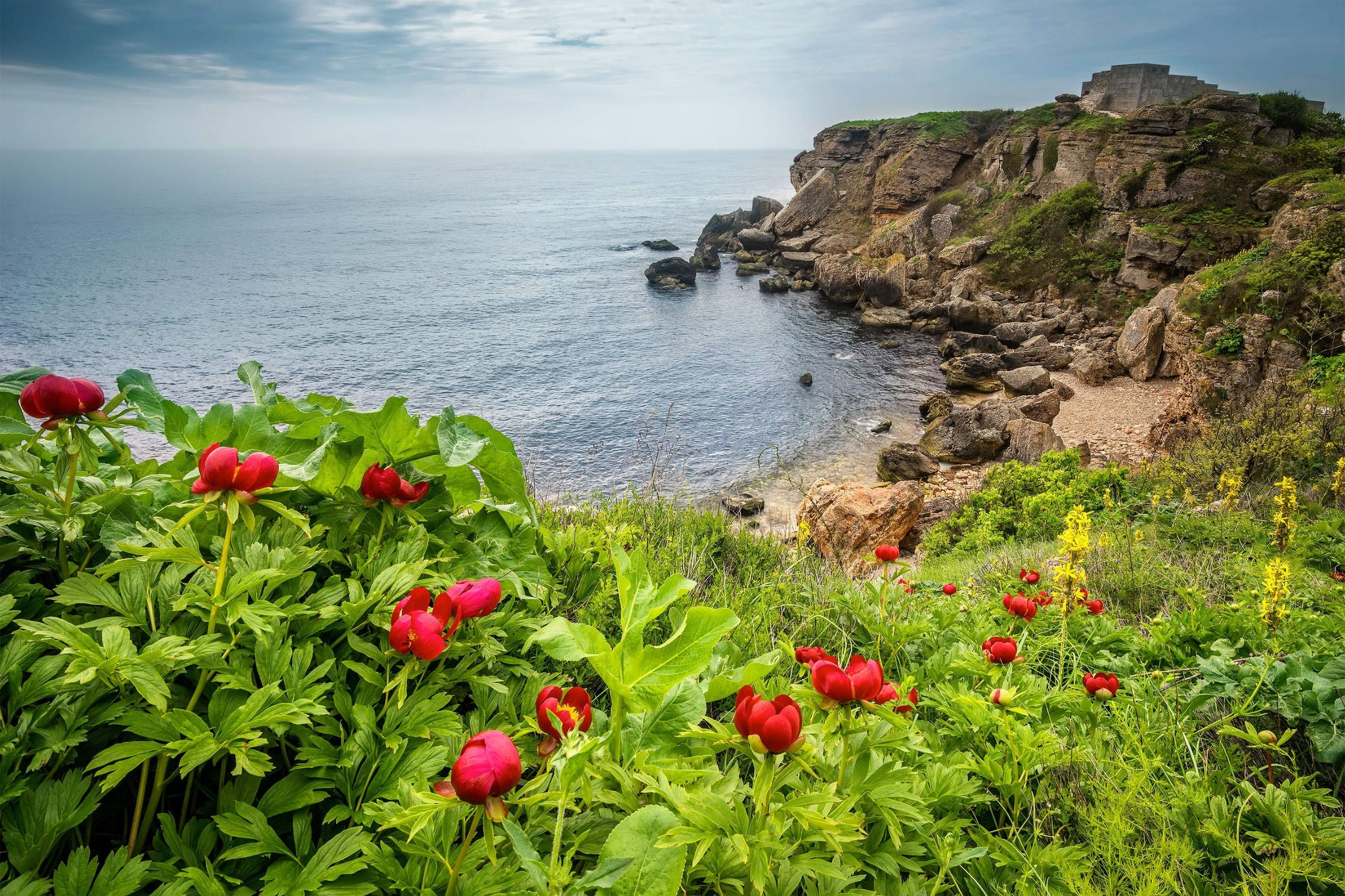 Wonderful seascape view with wild peonies on the beach in Yailata reserve, Bulgaria