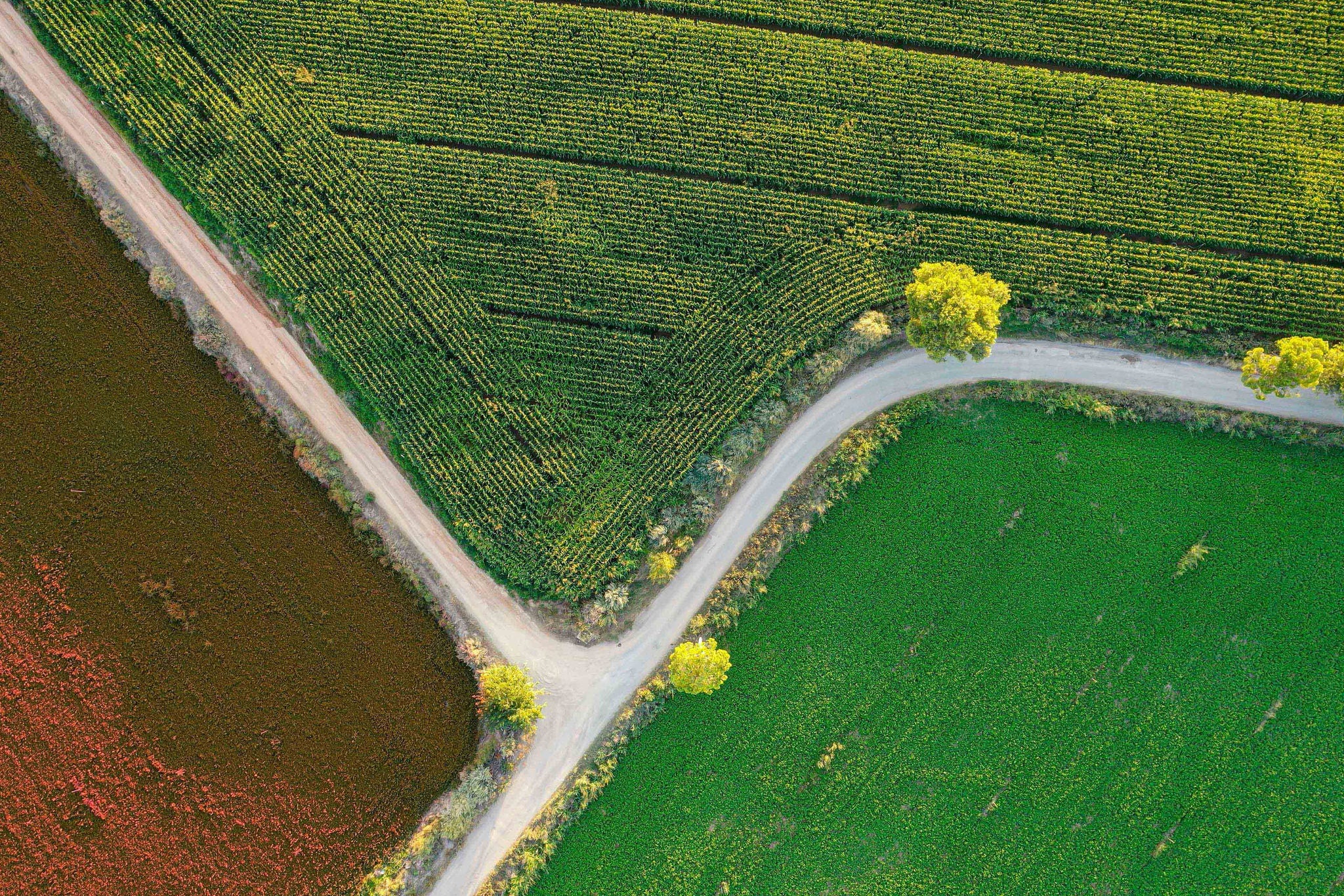 Aerial view of field and road