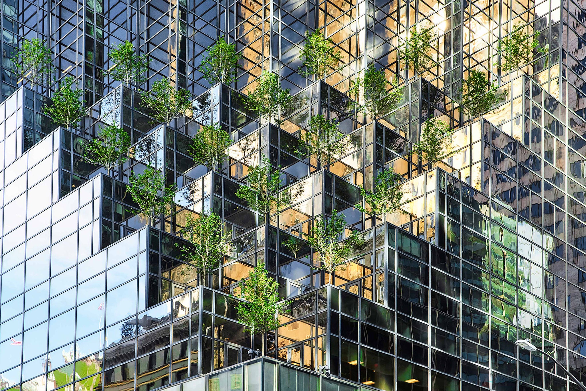 Trees Installation On A Skyscraper Of NY City