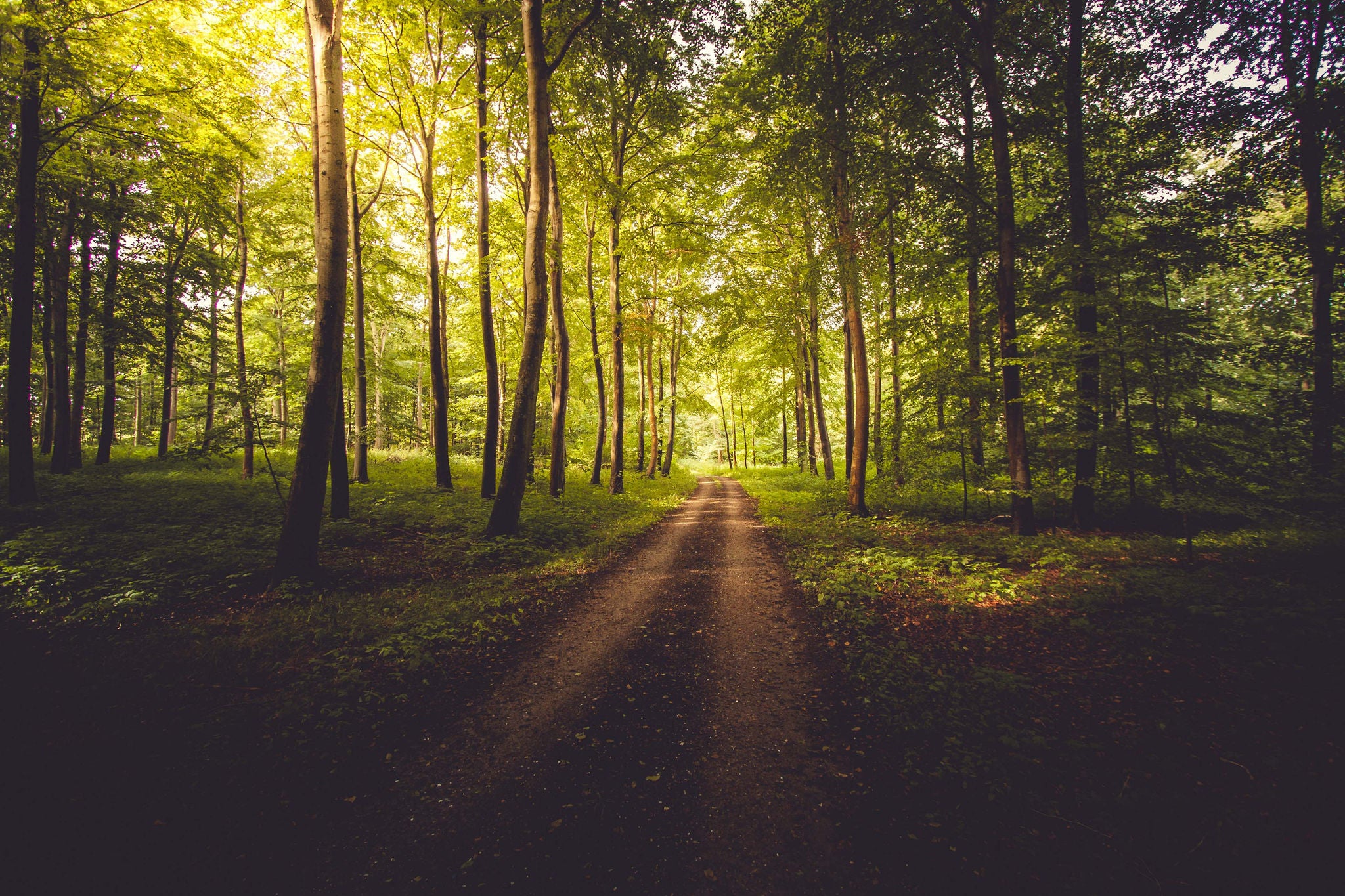 Glorious sunrise in idyllic forest in the spring. In the front are a bough in the road. Shoot in closeup, with sunlight. Green trees on each side. Made at Møns Klint, on Mon at Zealand / Sjælland in Denmark, Europe.