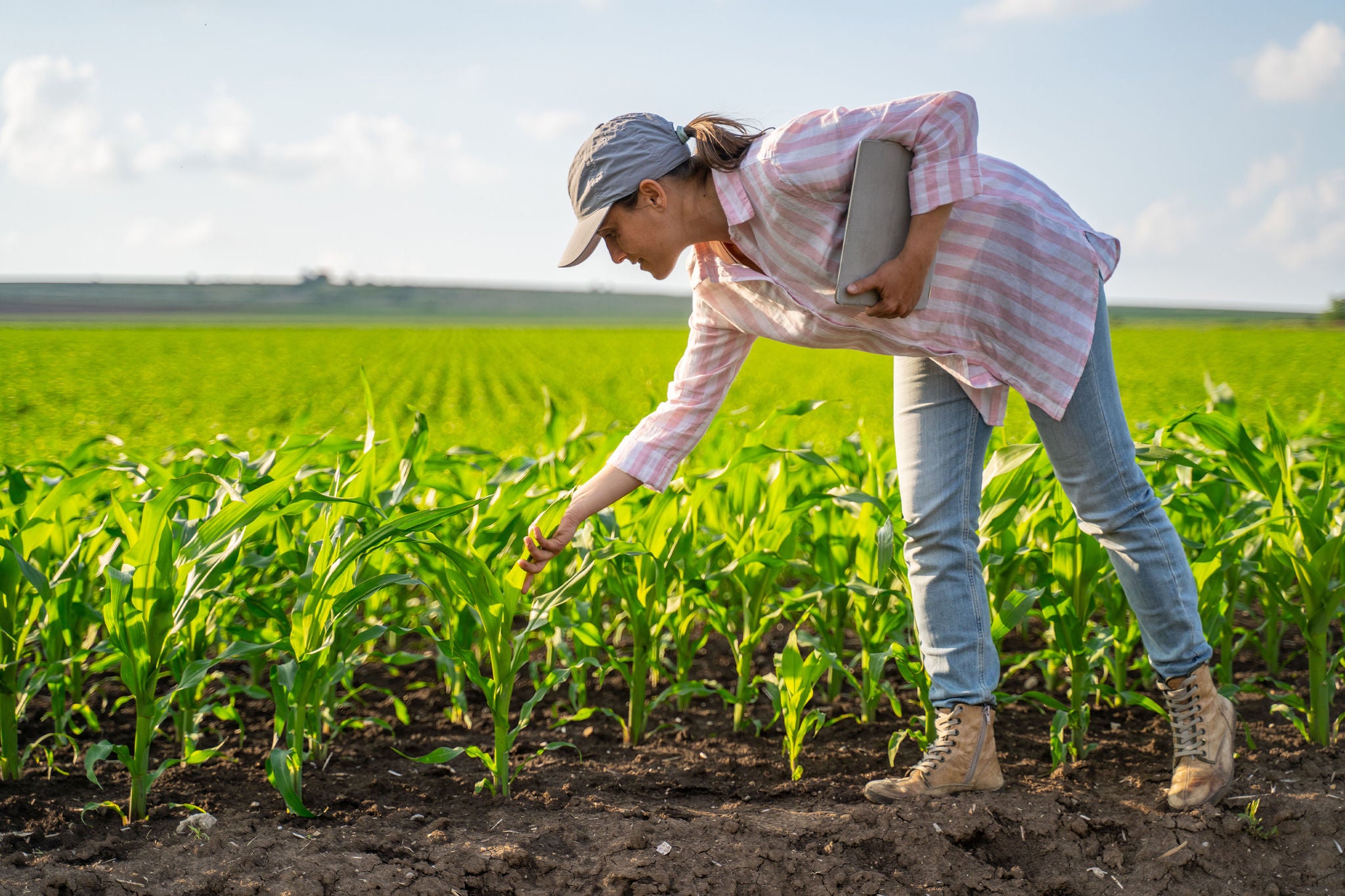 Agranomist on a corn field