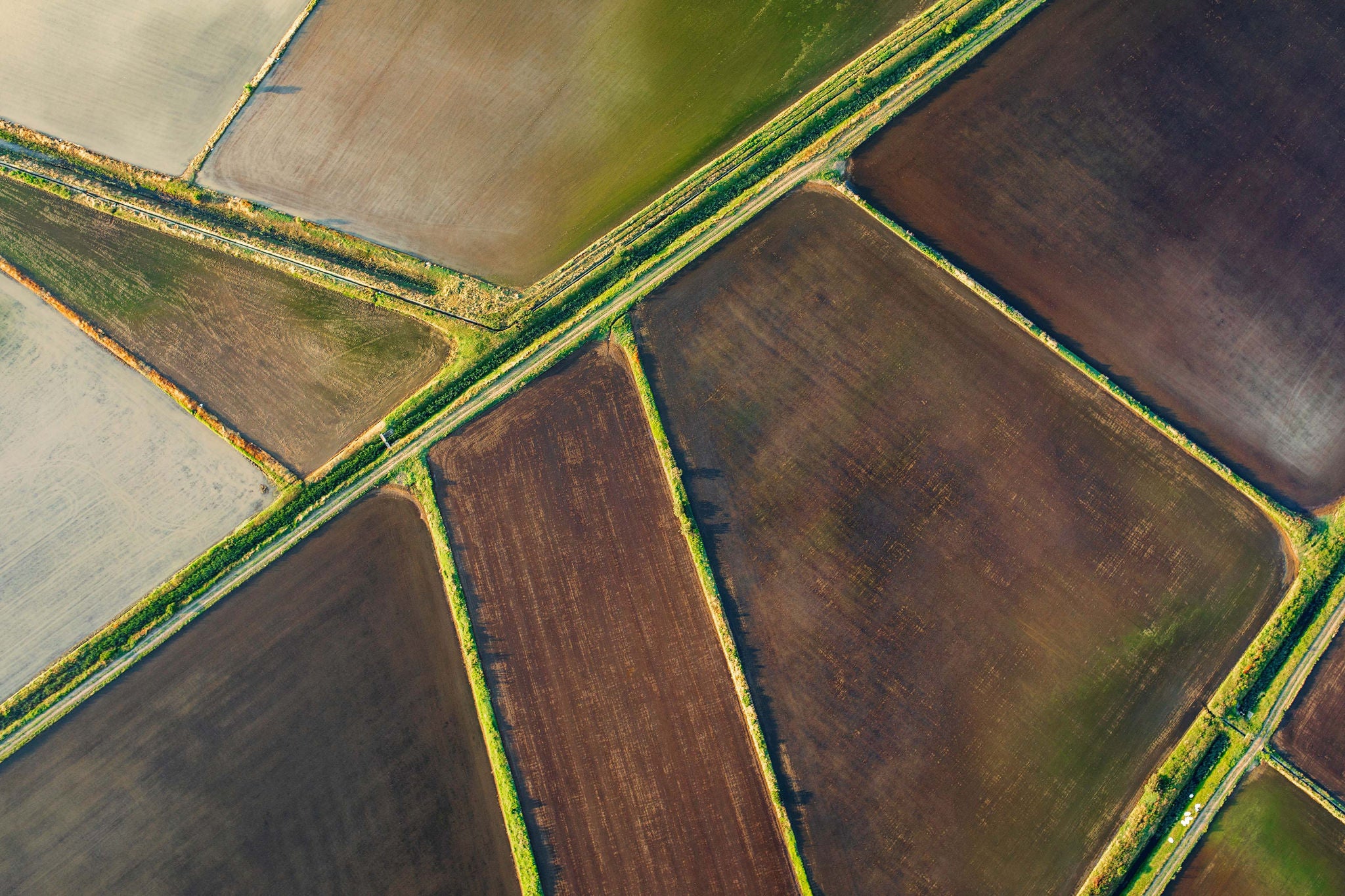 Aerial shot of rice paddy