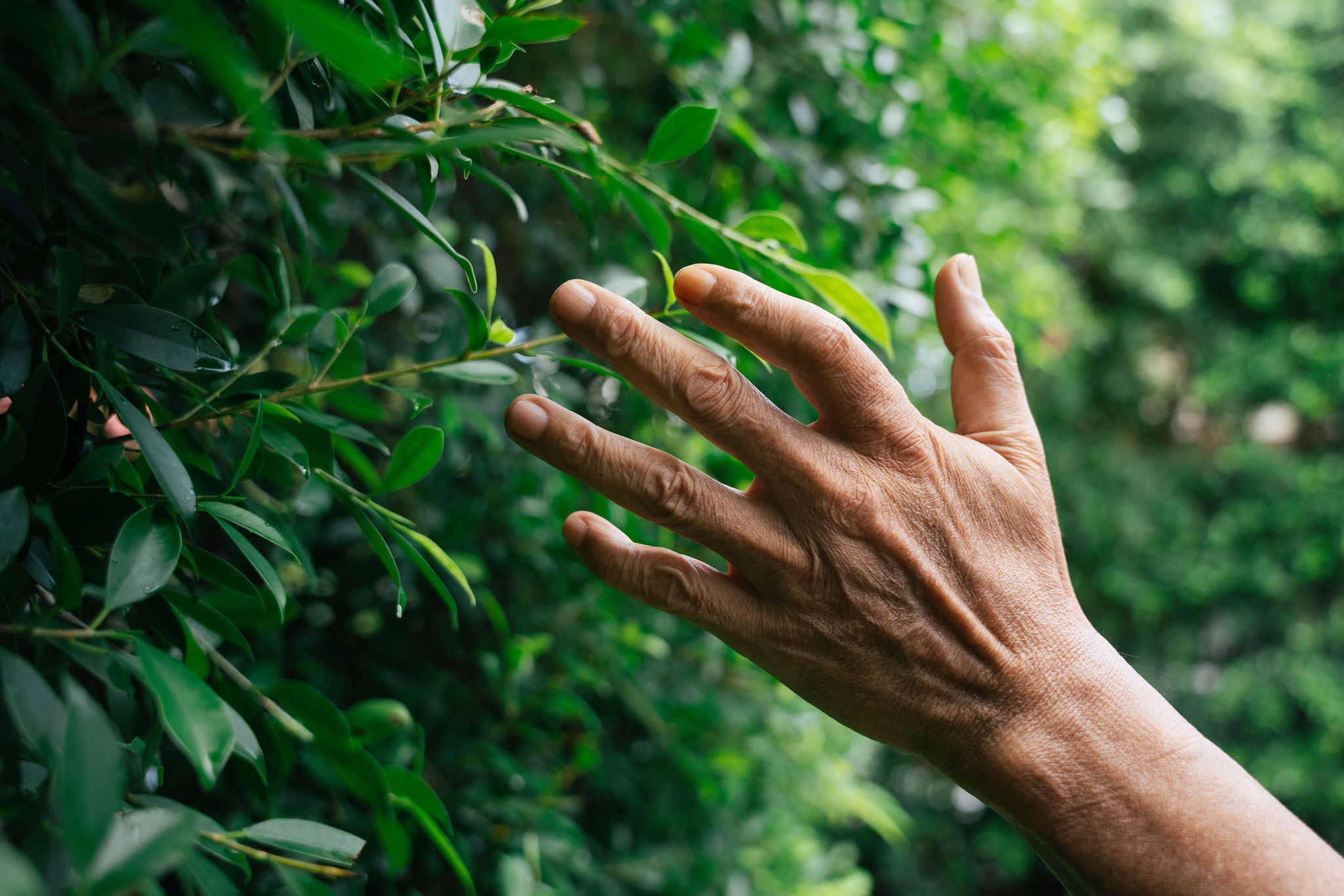 Close up hand near green bush