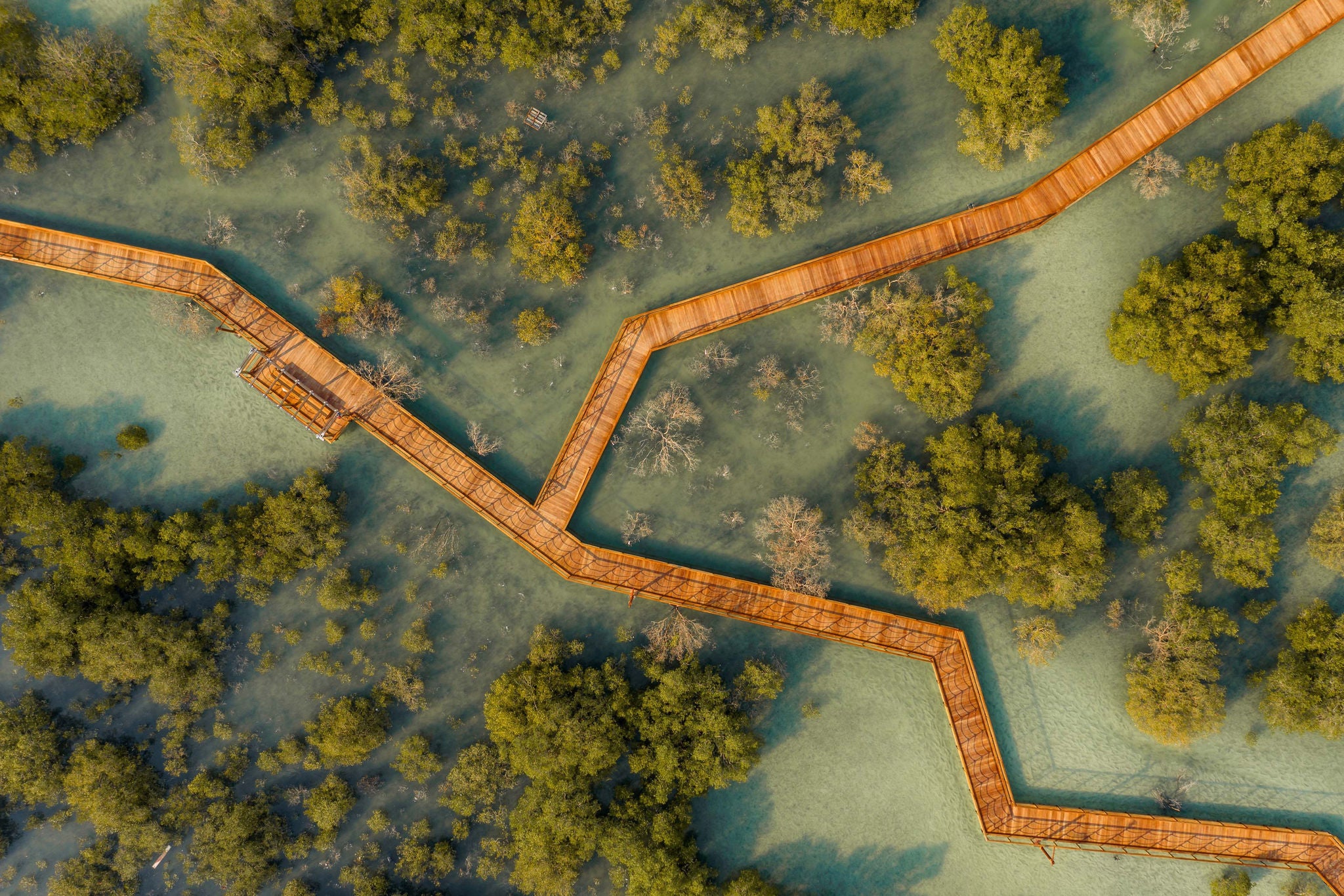 Aerial view above of wooden pier crossing Jubail Mangrove Park in Abu Dhabi, United Arab Emirates