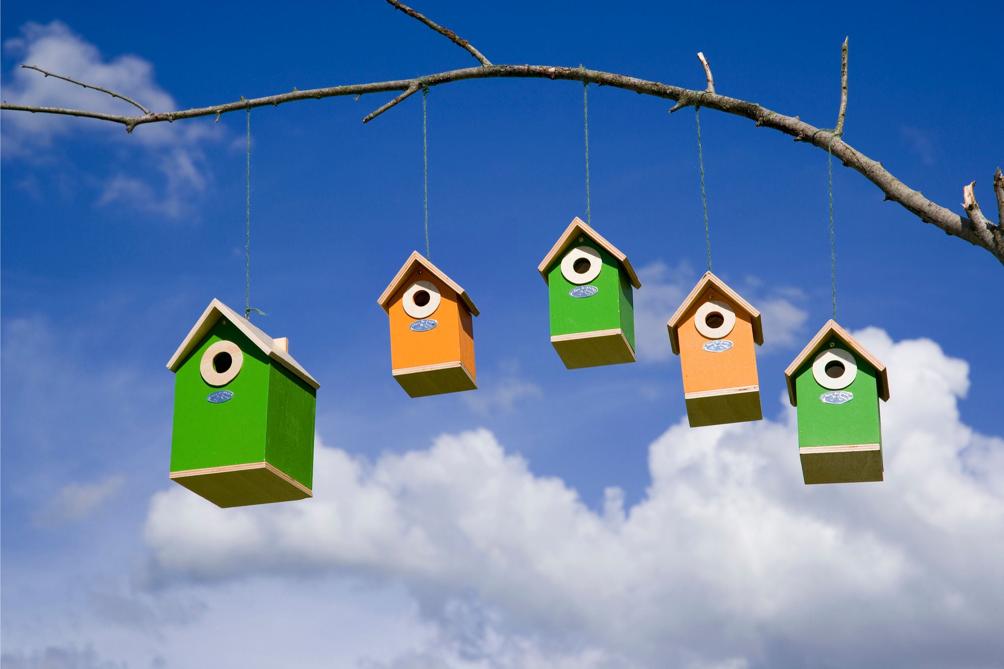 Bird houses hanging from branch