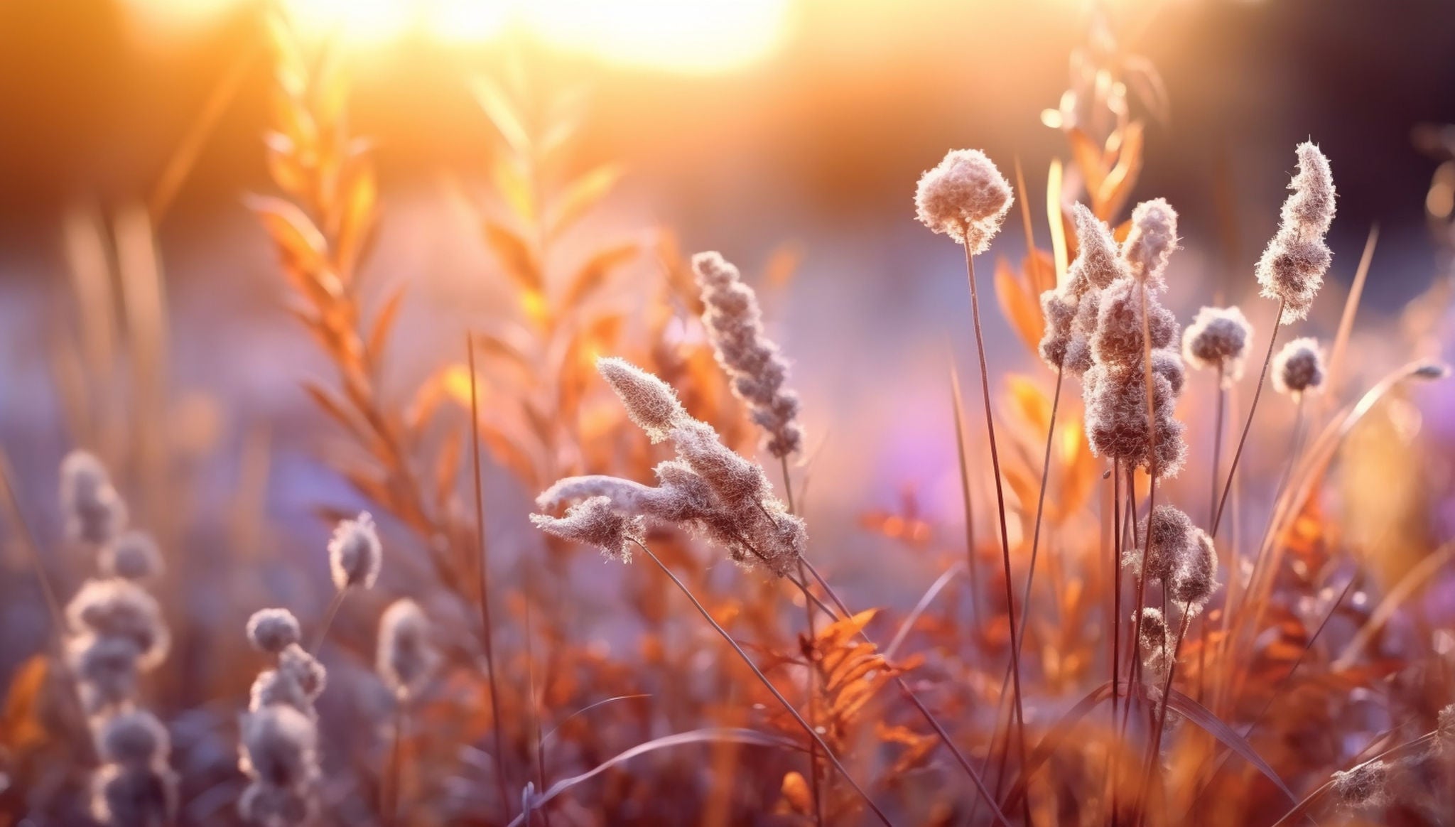 meadow flowers in early sunny fresh morning. Vintage autumn landscape background. colorful beautiful fall flowers magical