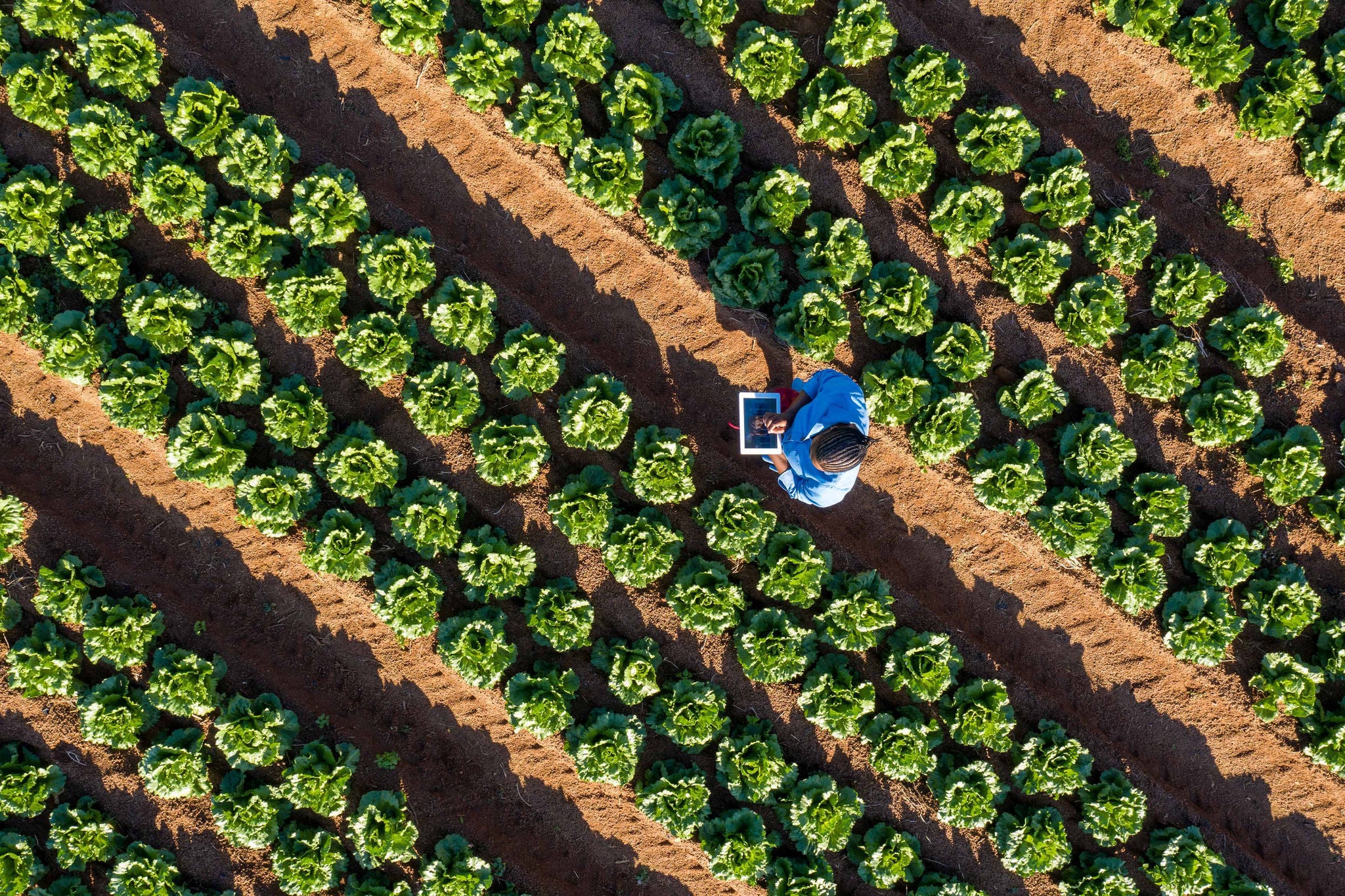 Luftaufnahme einer Gemüsefarm