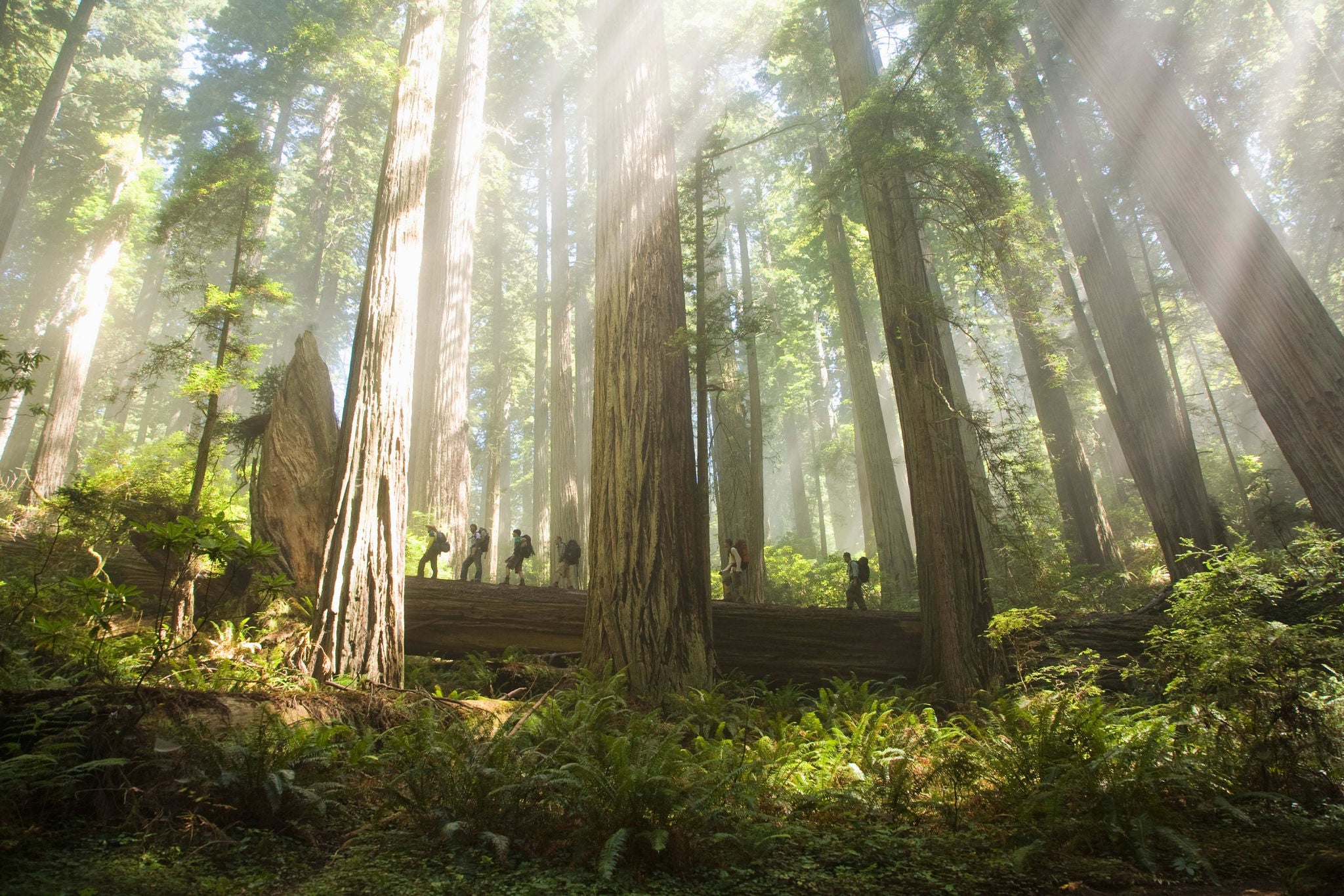 People walking on a fallen tree in forest