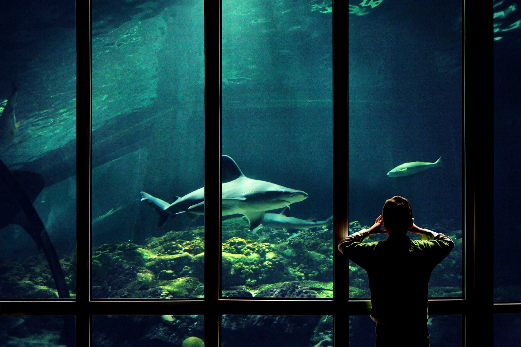 boy watching swimming  shark in aquarium