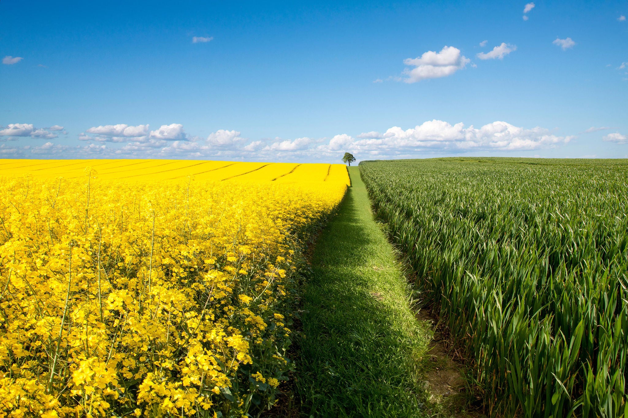 A Lone tree growing in a rapeseed field, Jutland, Denmark