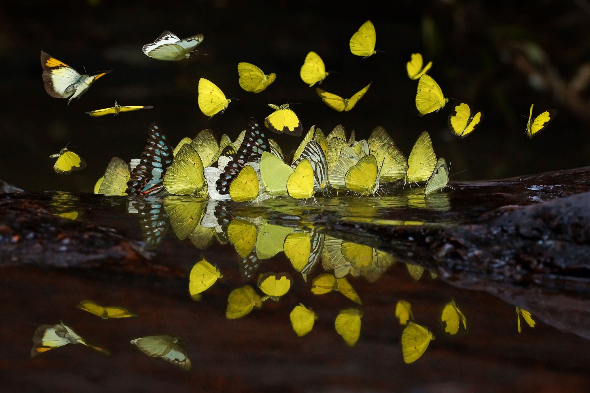 EY Tax Club Banner with butterflies