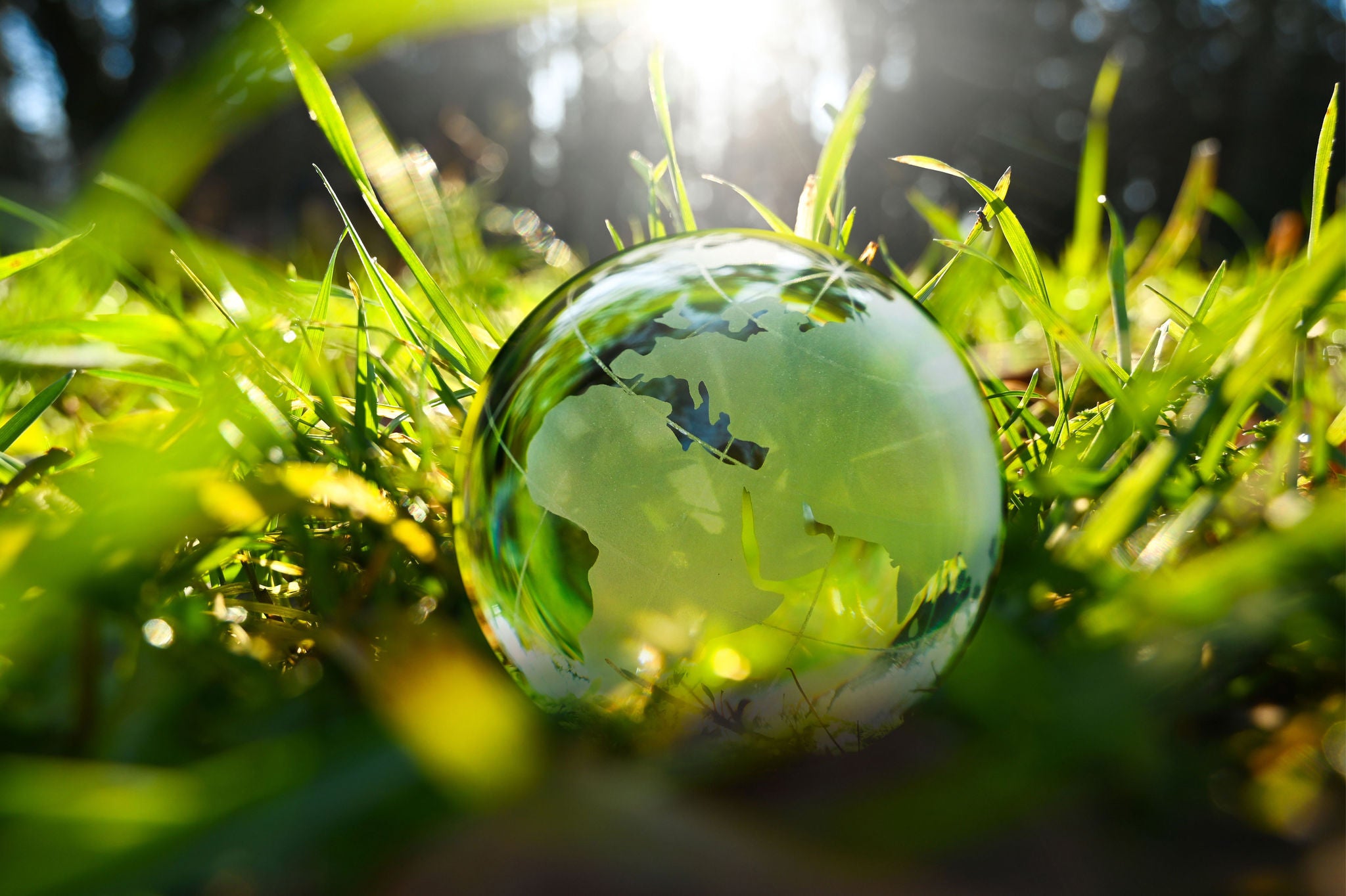 Green glass globe with green leaves and morning sunlight - sustainable environment.