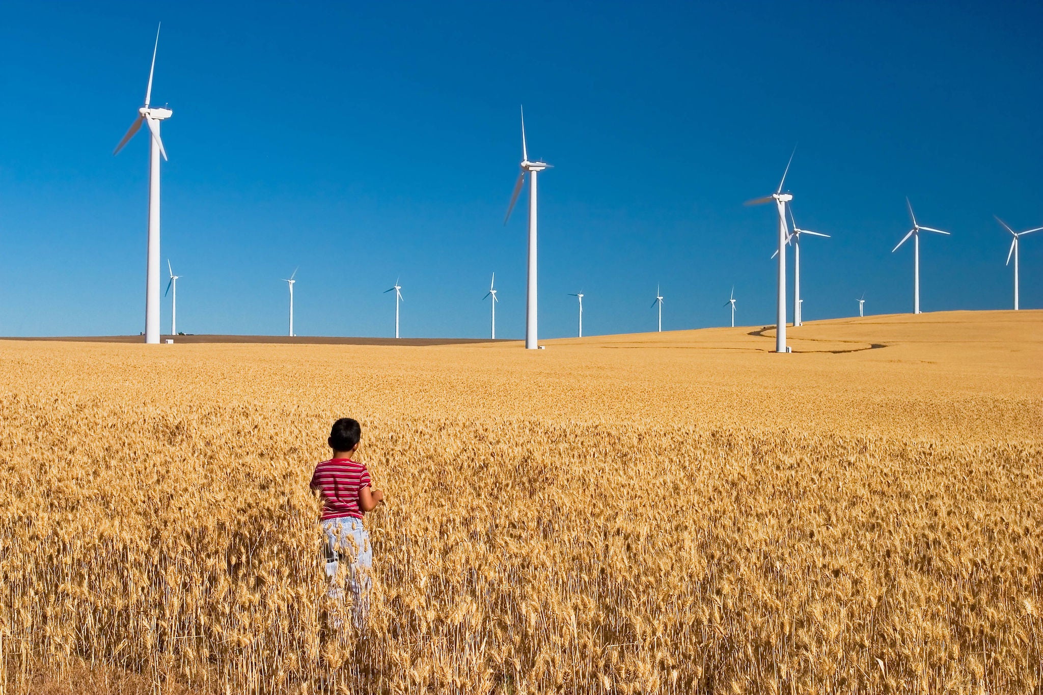 Boy in field with windmills