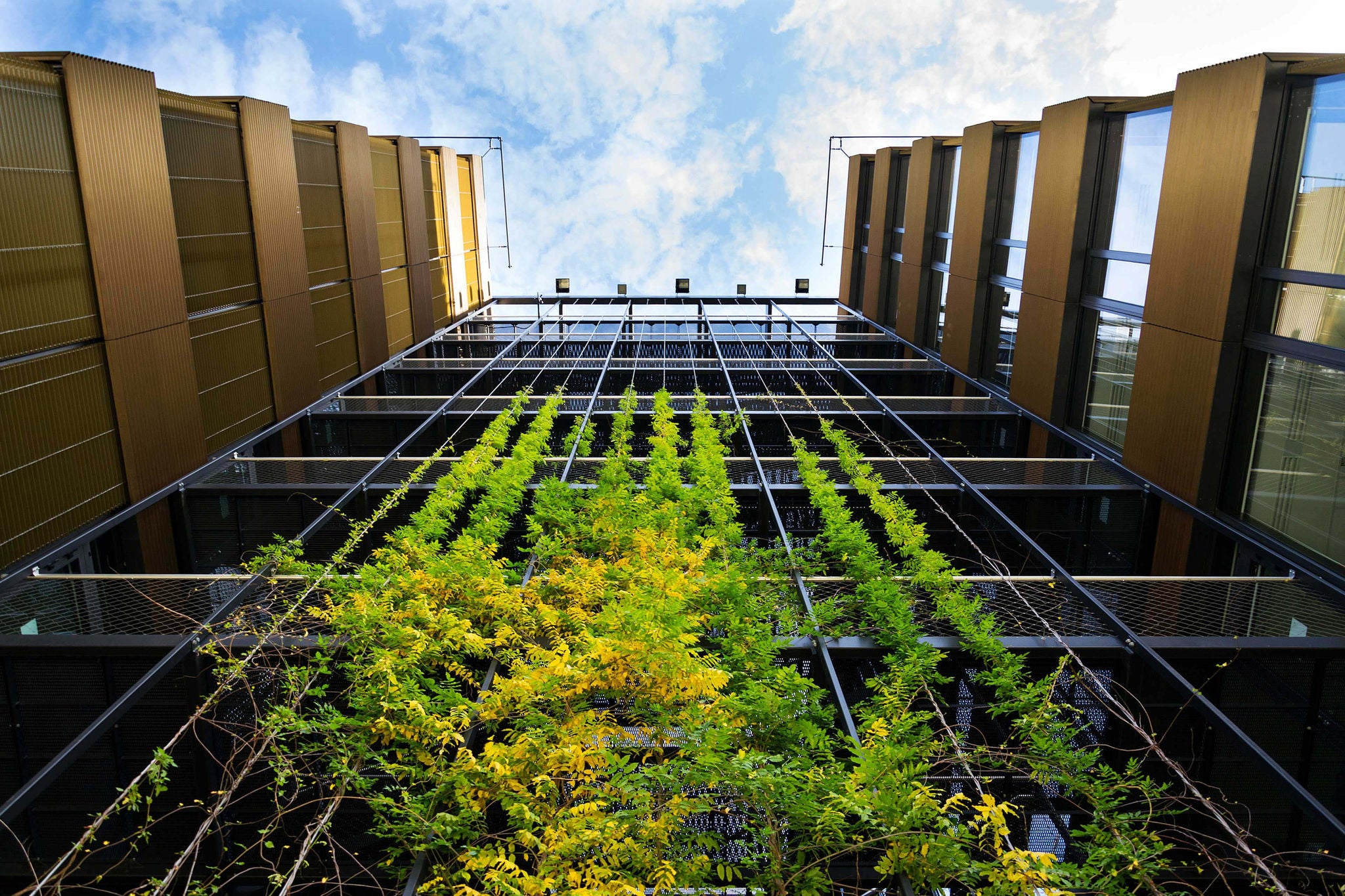 Sprawling plants on outdoor green living wall