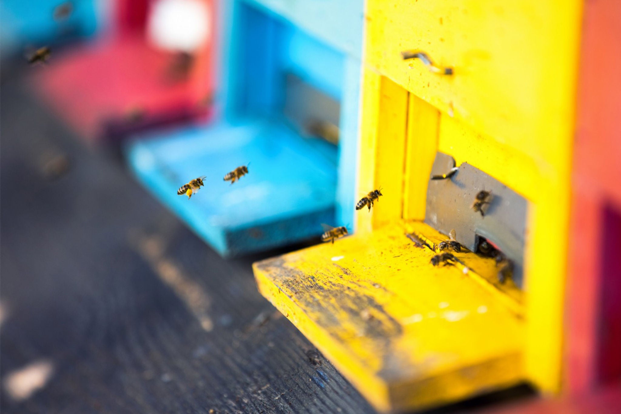 biodiversity bee hives