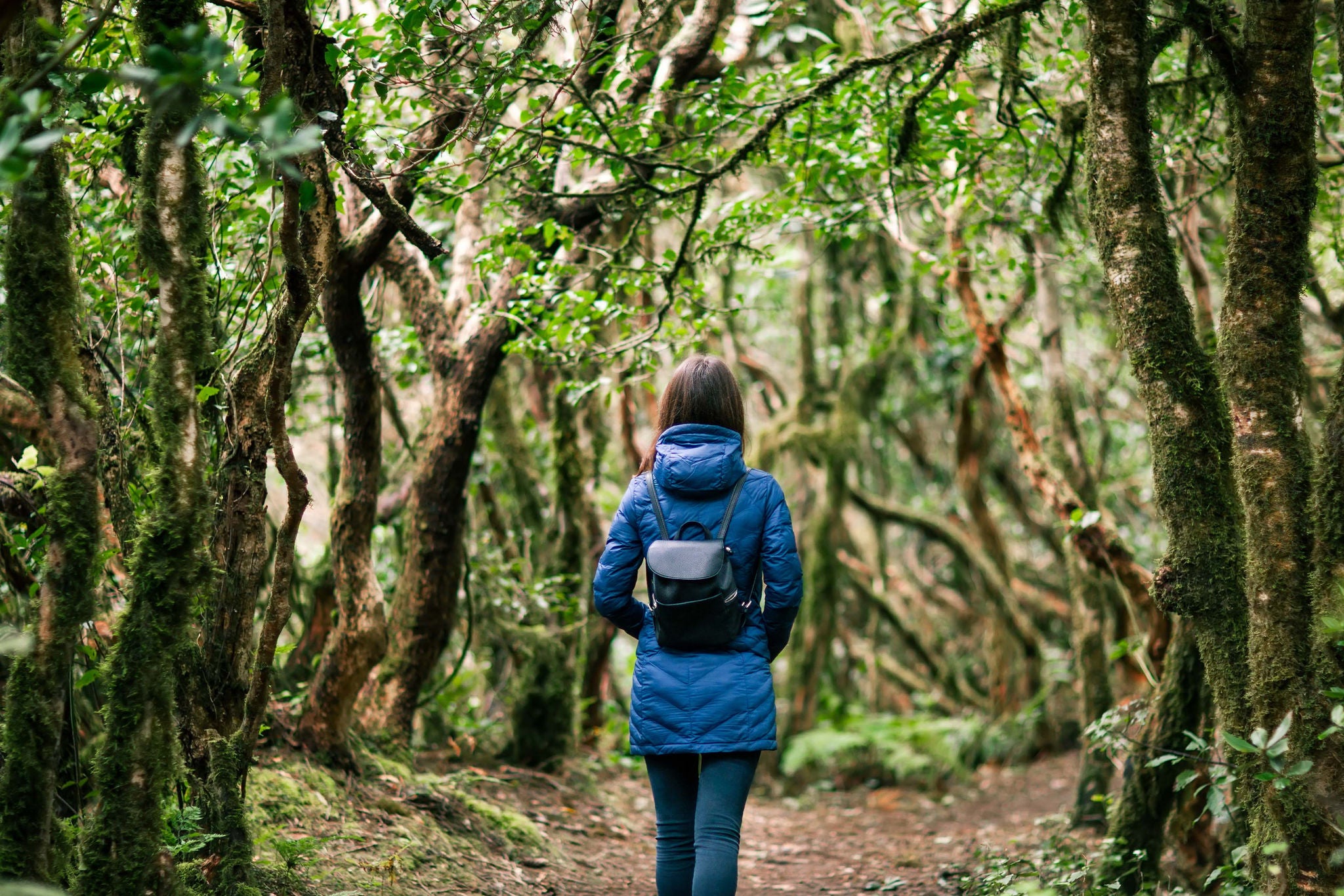 Back view of traveler woman walking in forest