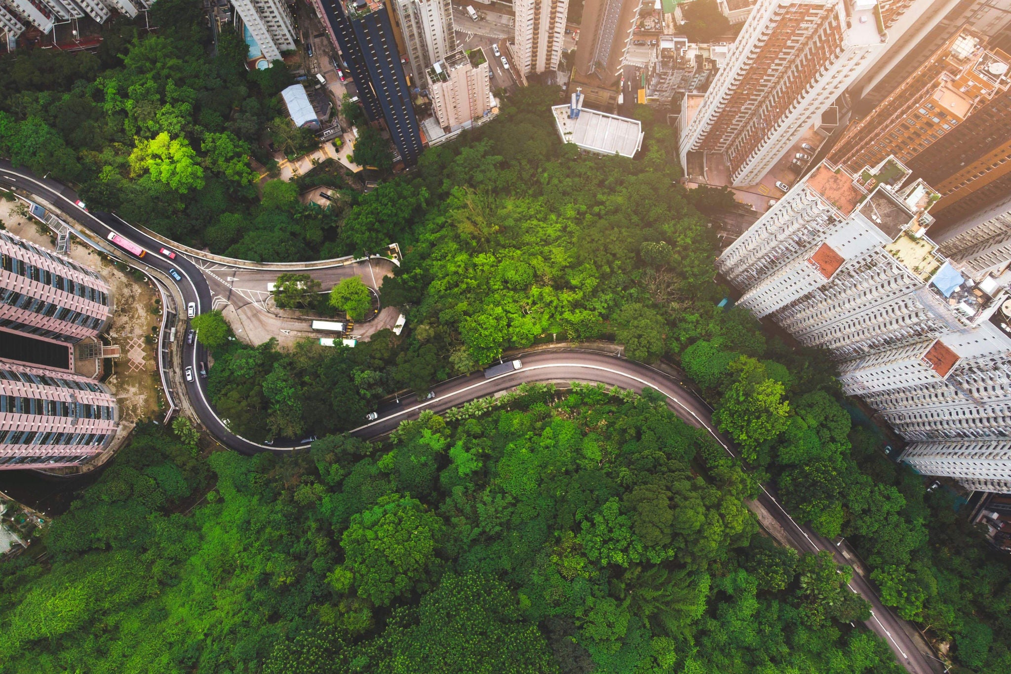 Green trees and White buildings