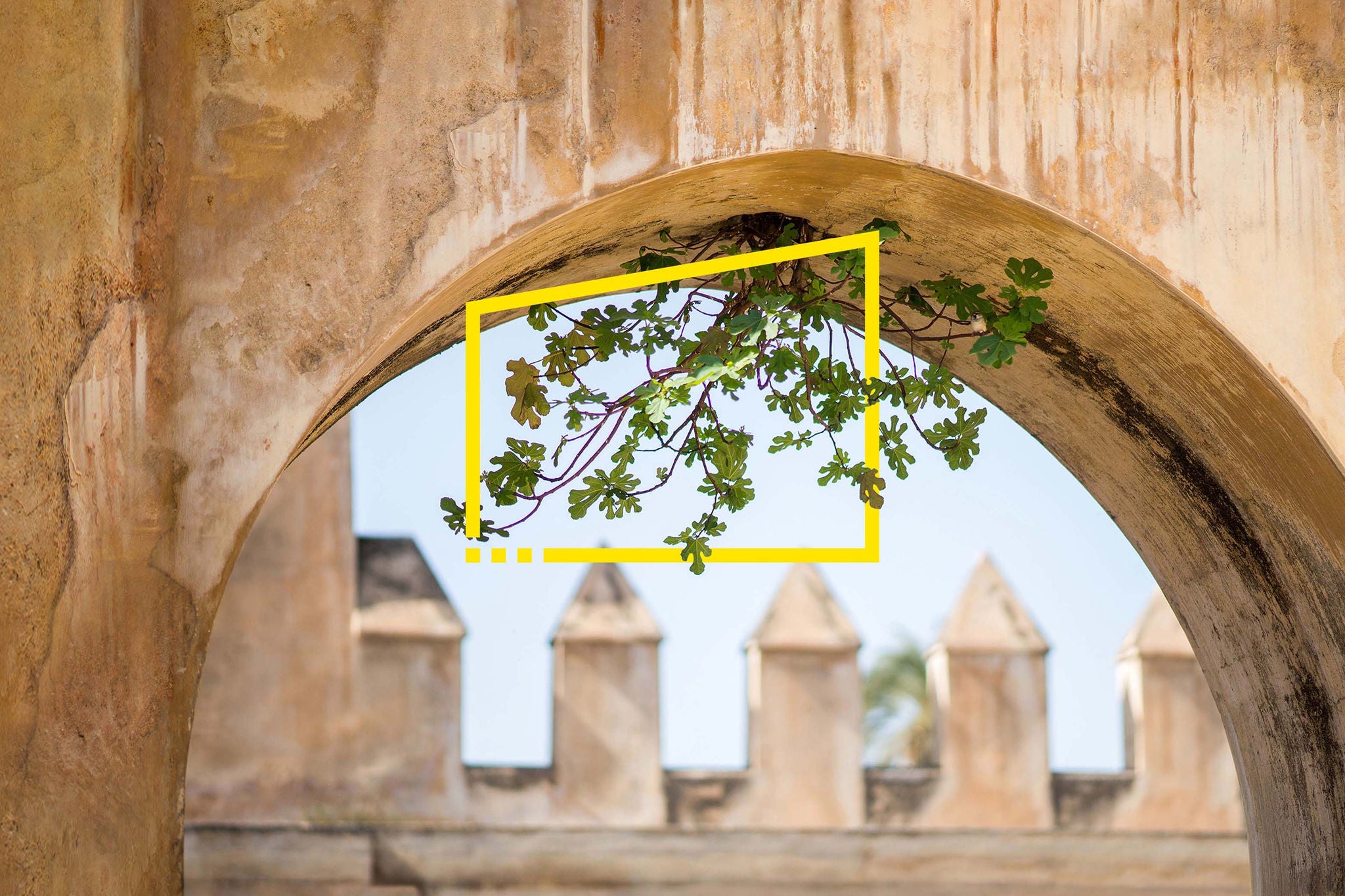 ey-plant-growing-out-of-archway-at-castle-static01.jpg