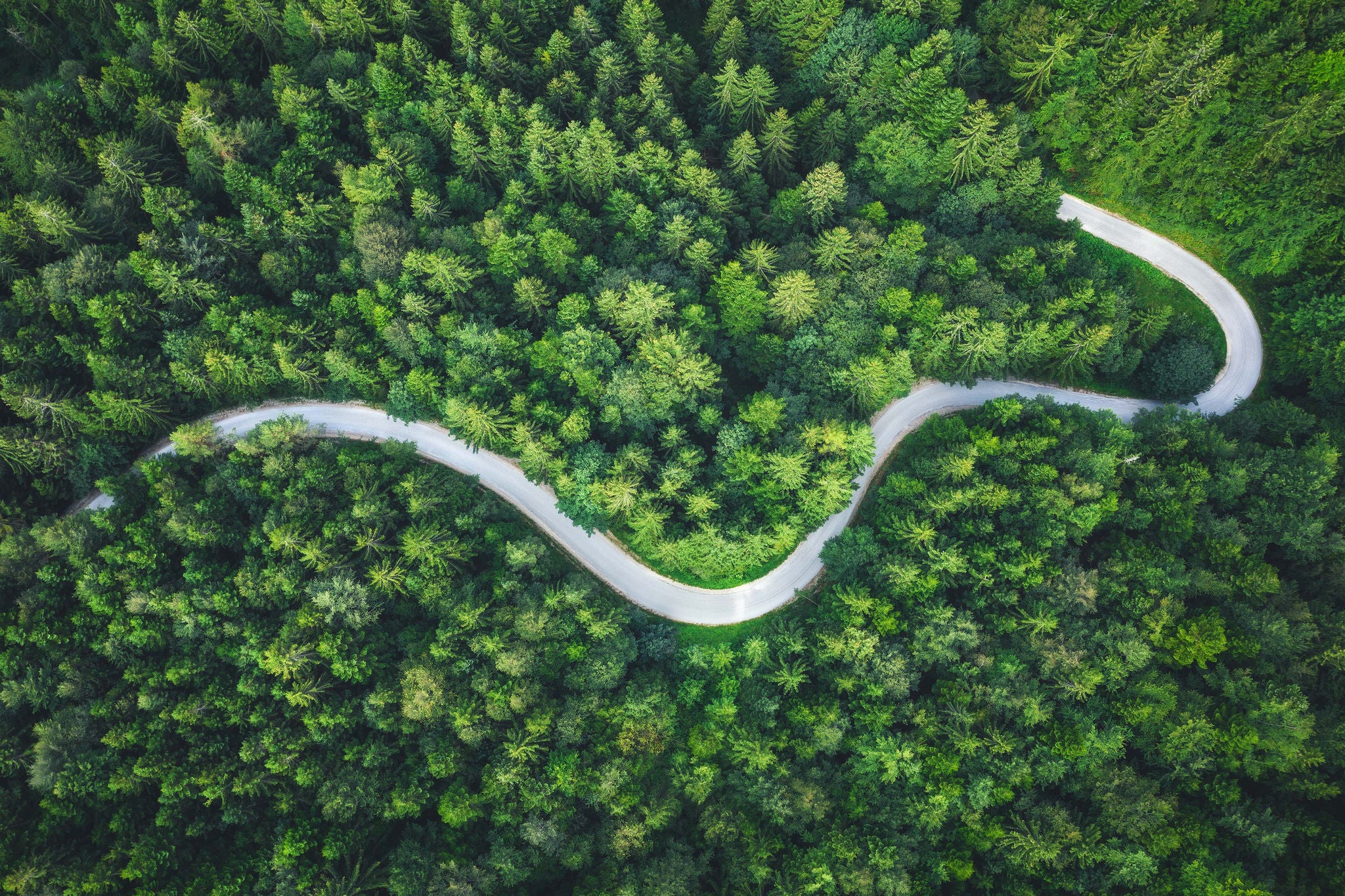 Idyllic winding road through the green pine forest.