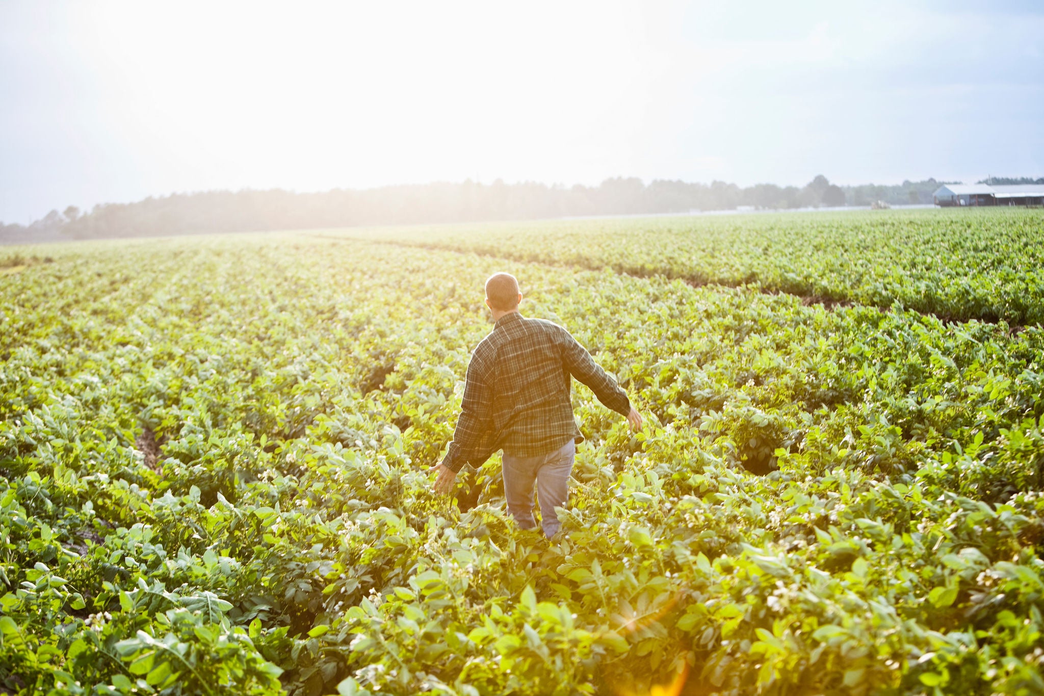 Een volwassen man, die door een veld met aardappelgewassen loopt