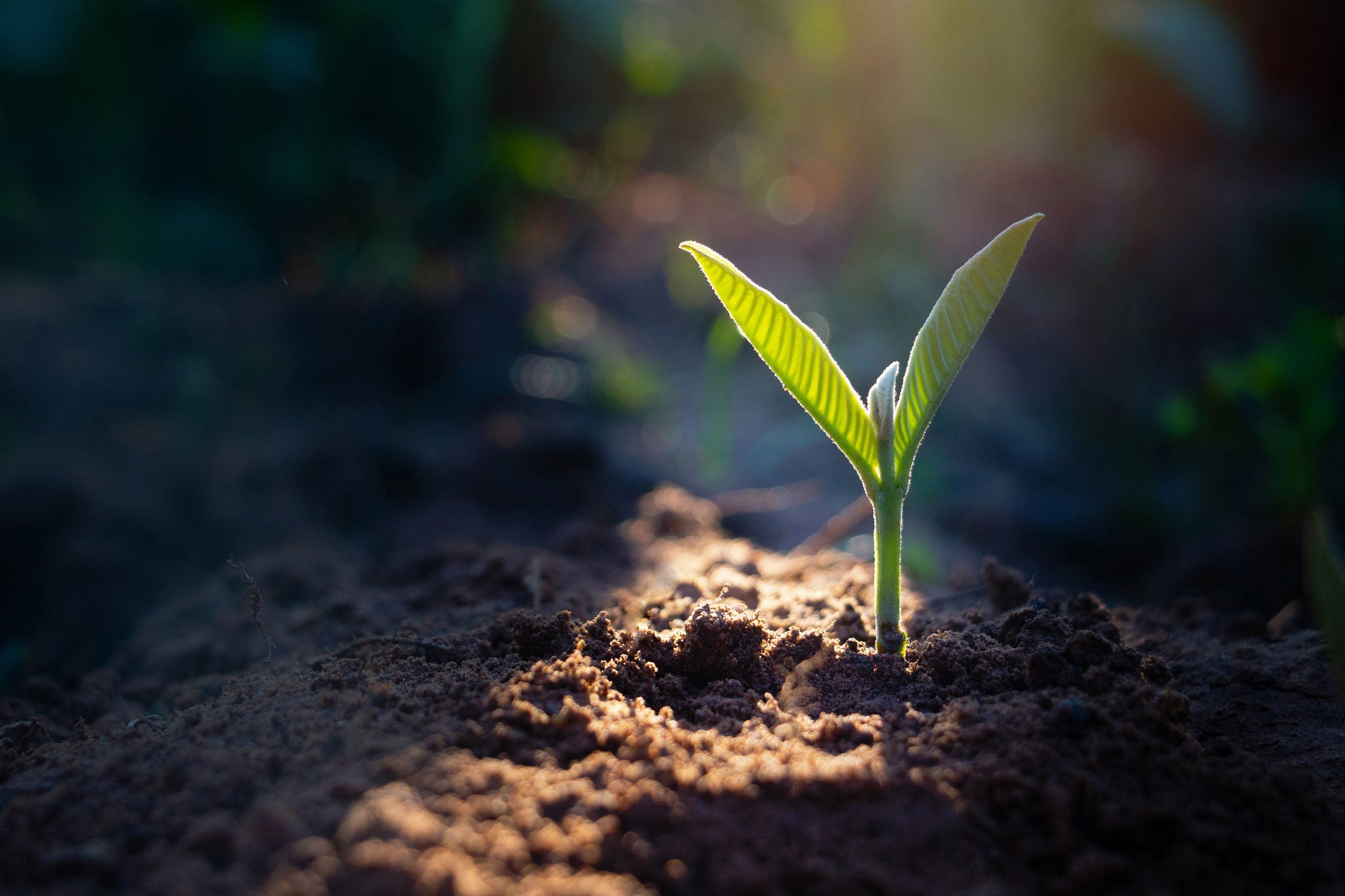 A small plant is sprouting from the ground with sunlight shining on it.