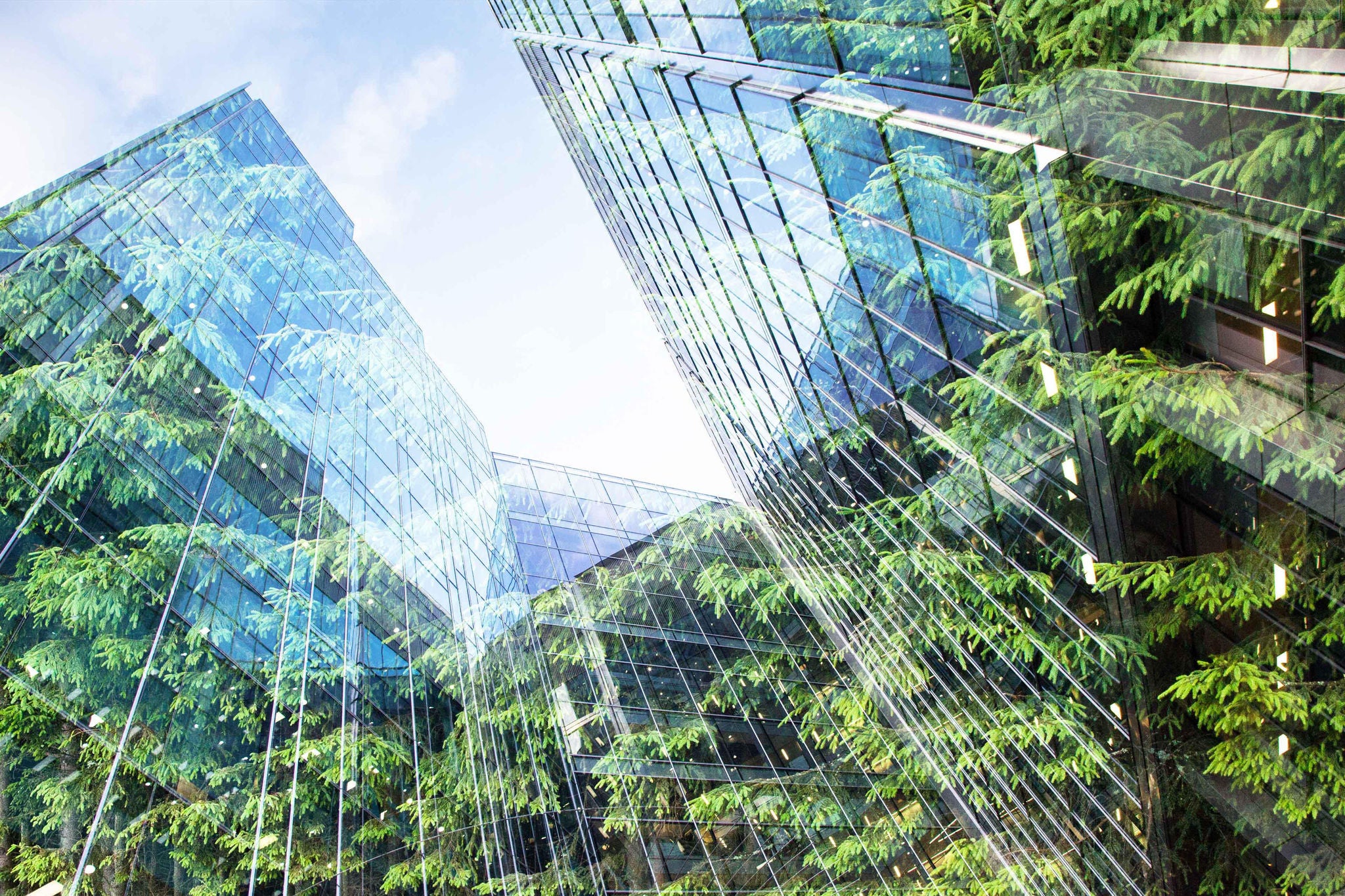 green city - double exposure of lush green forest and modern skyscrapers windows