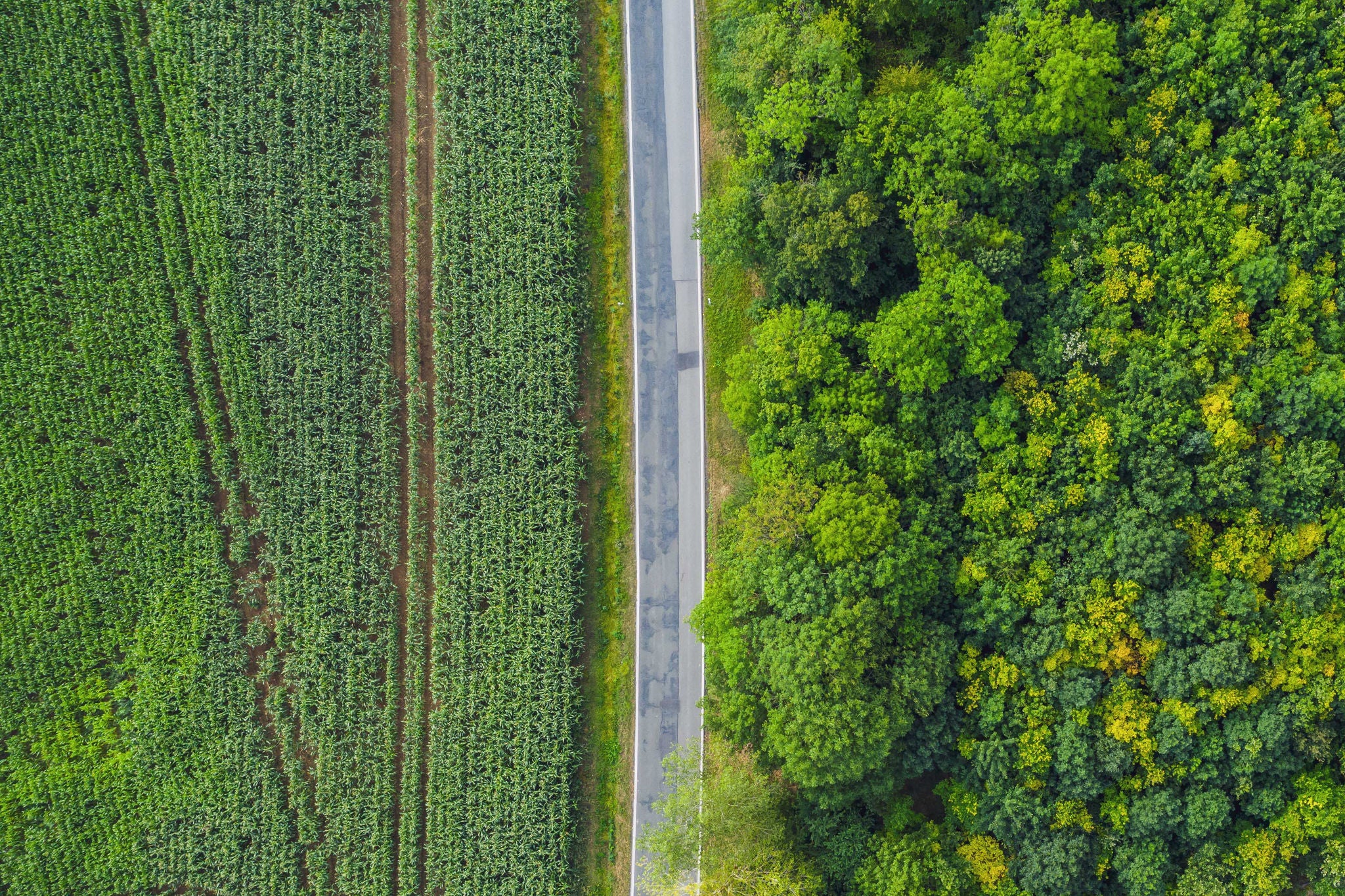 field road and trees