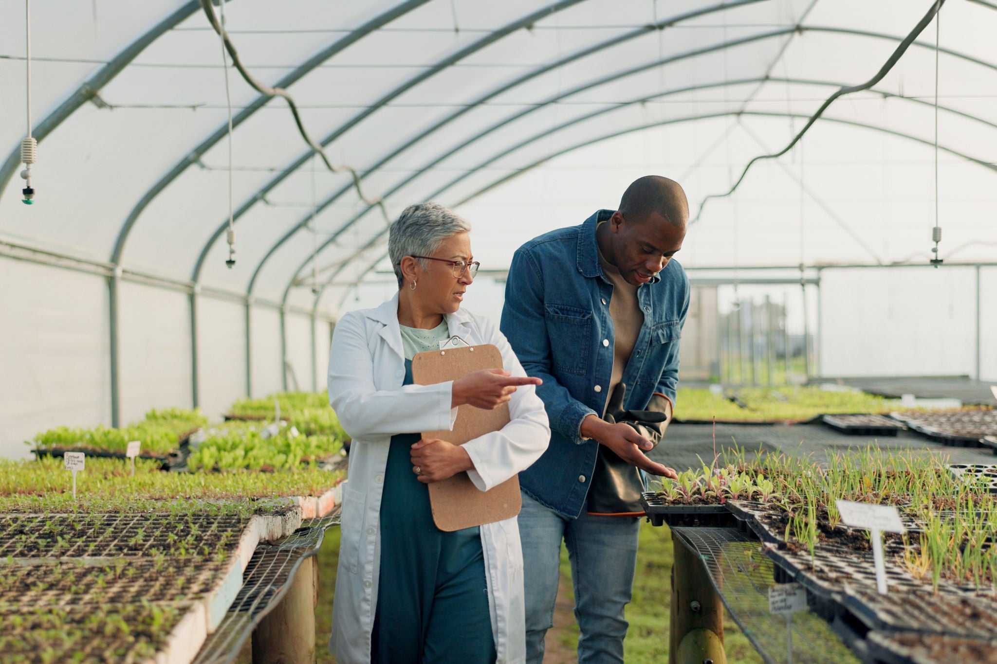 Man, woman and walk in greenhouse for agriculture gardening, land growth or compost business. Farmer, talking and vegetable dirt for inspection document checklist or plant soil, sustainable or food.