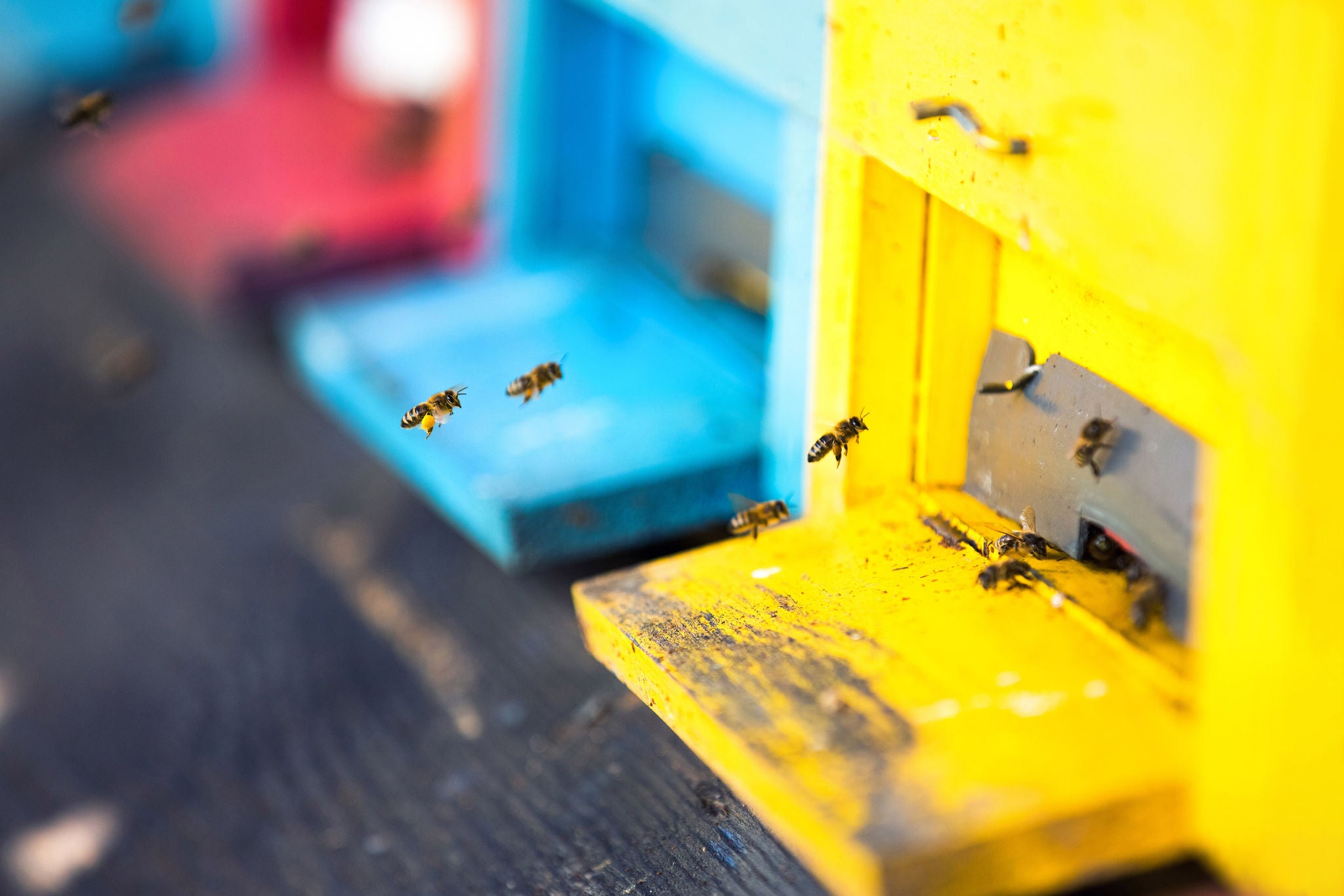 Multi-colored beehives with flying bees.