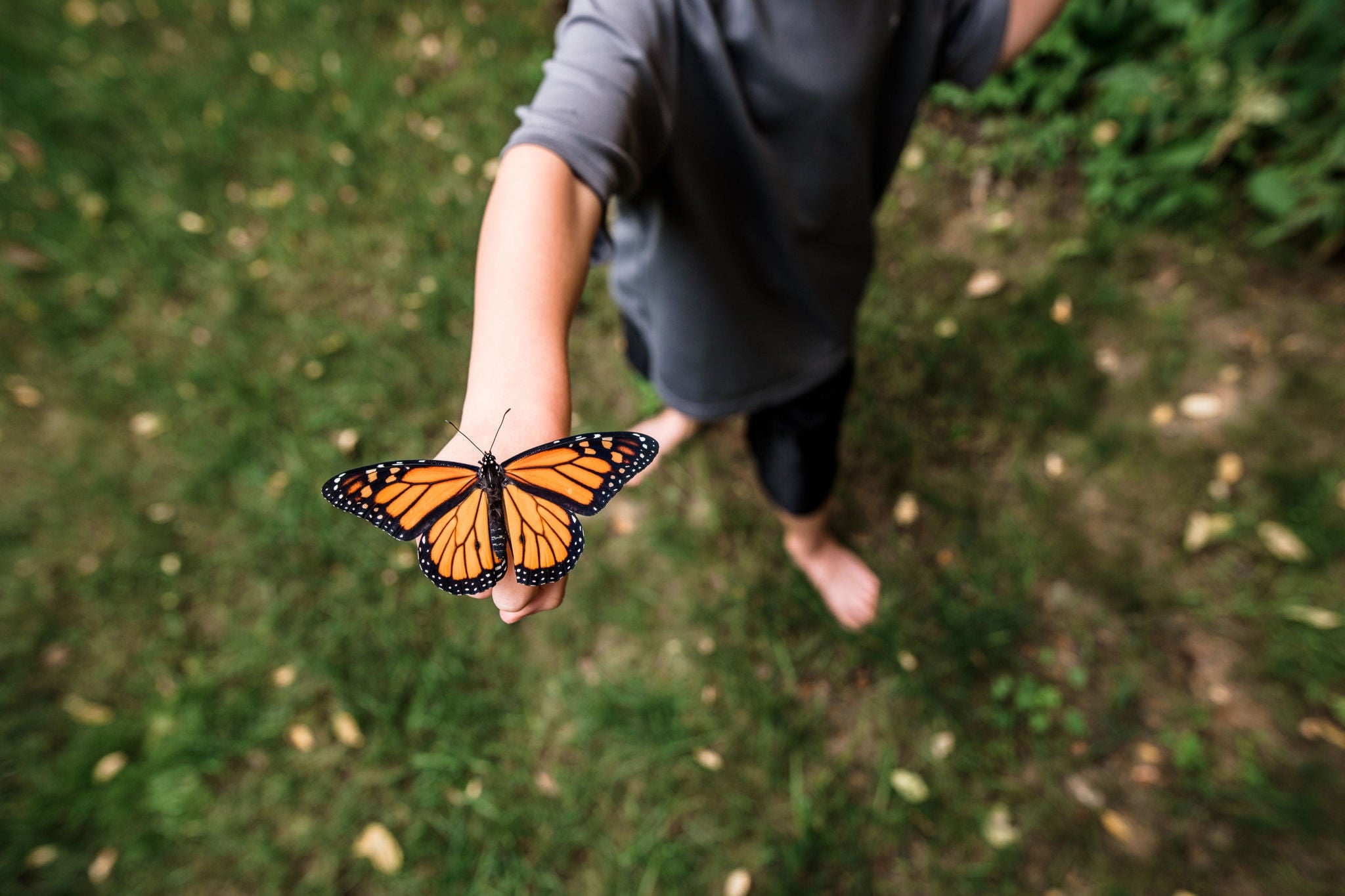 Butterfly on hand