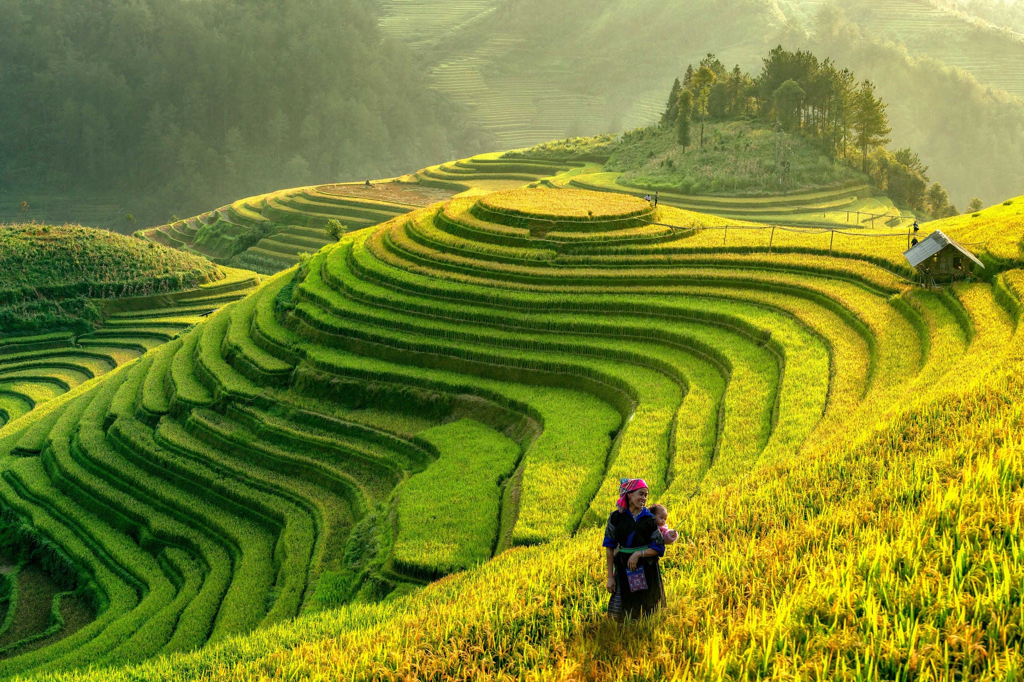 ey-landscape-terraced-rice-field