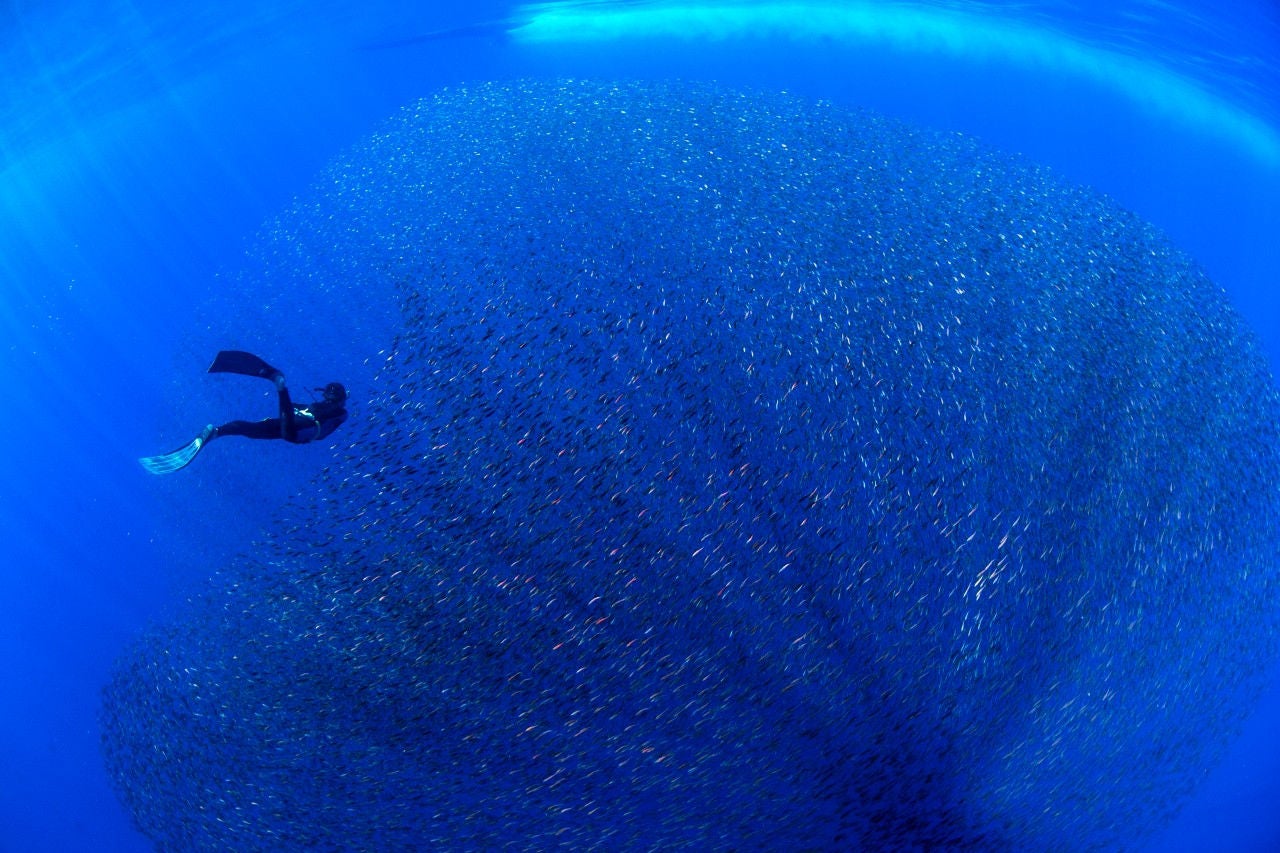 Freediver and school of baby snapper fish in baitball