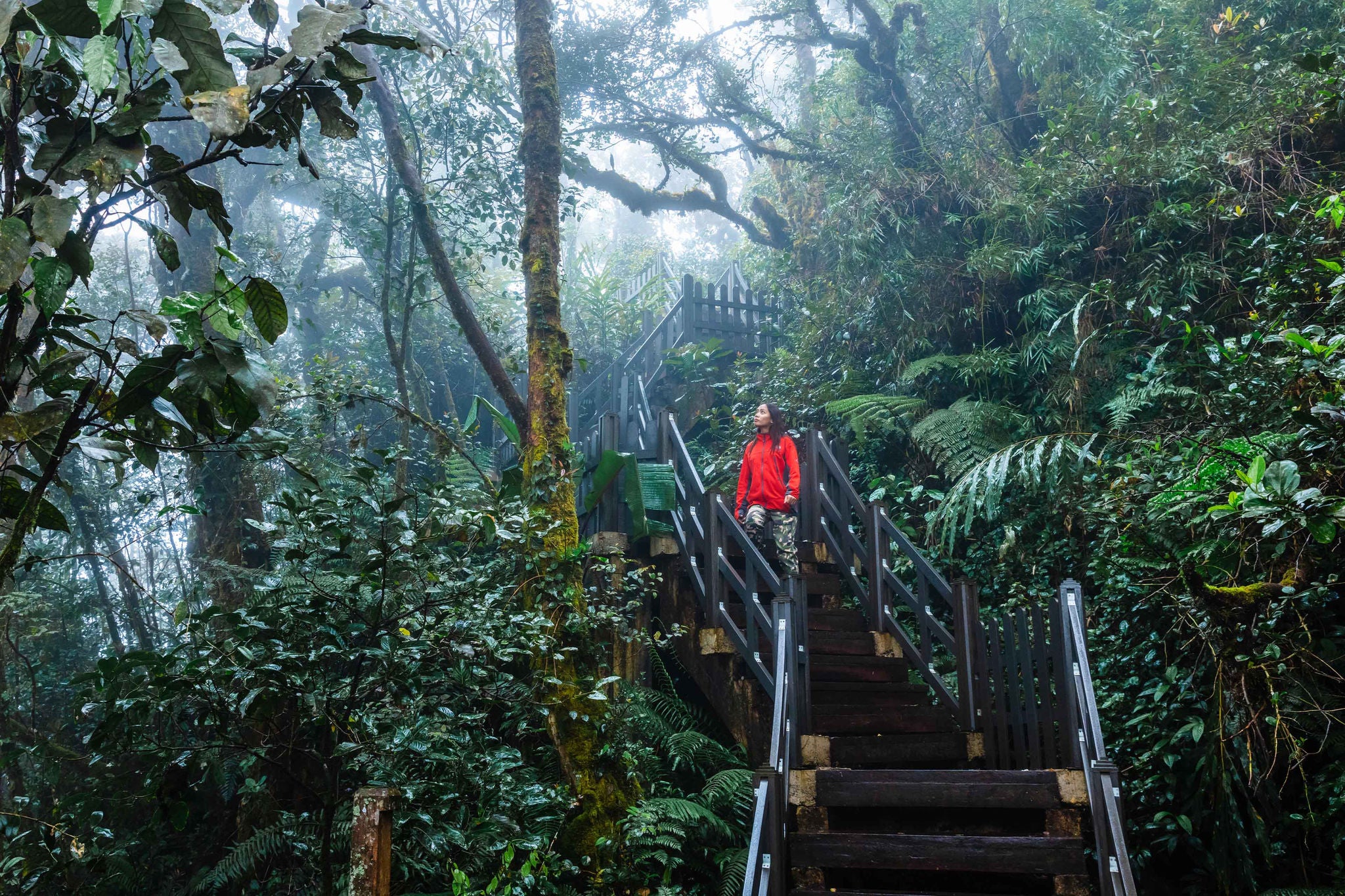 Woman walking in the rainforest on a rainy day, Cameron Highlands, Pahang, Malaysia