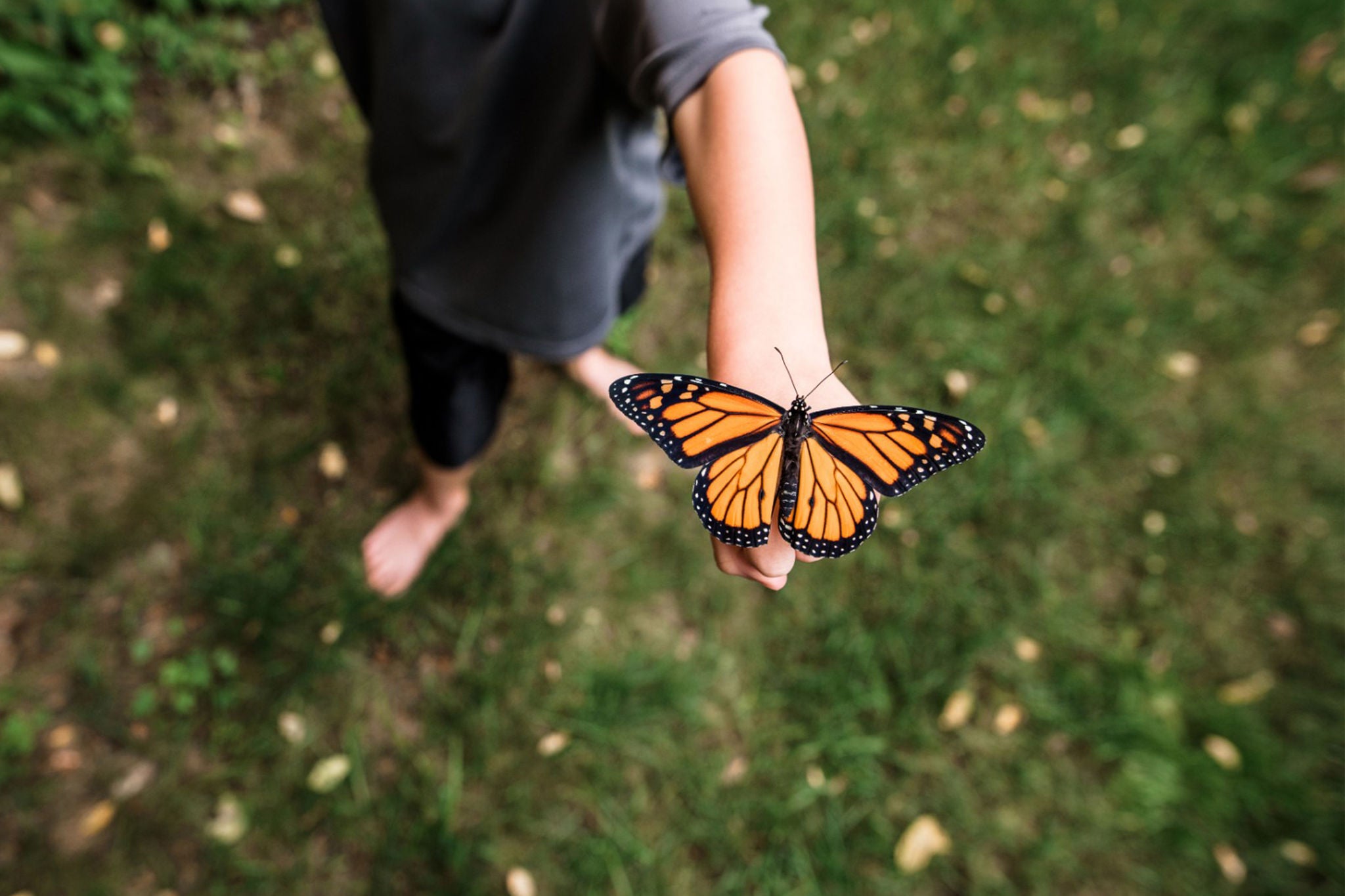 EY butterfly is on hand