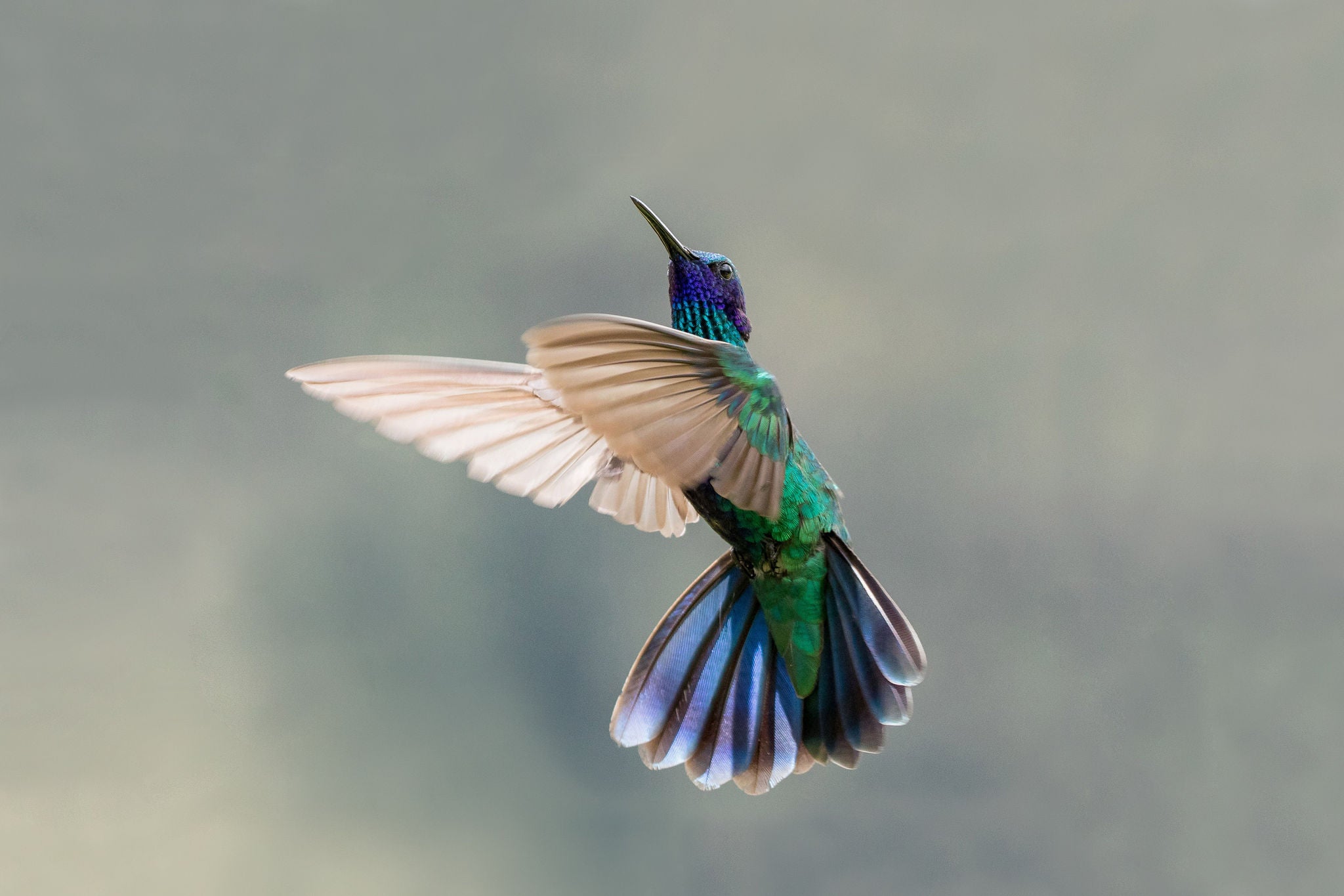 multicoloured hummingbird