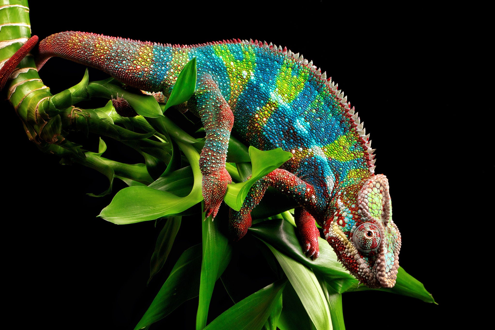 Colorful chameleon on black background