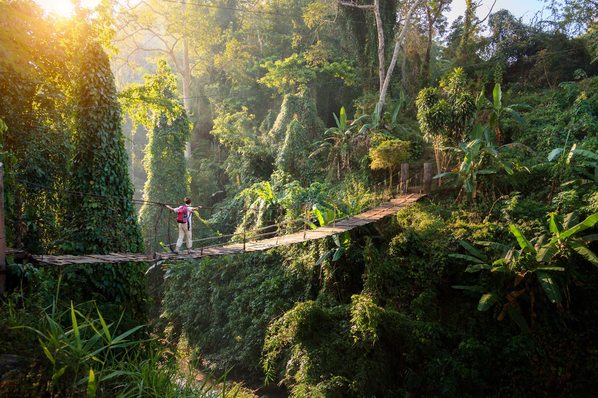 A bridge in the forest