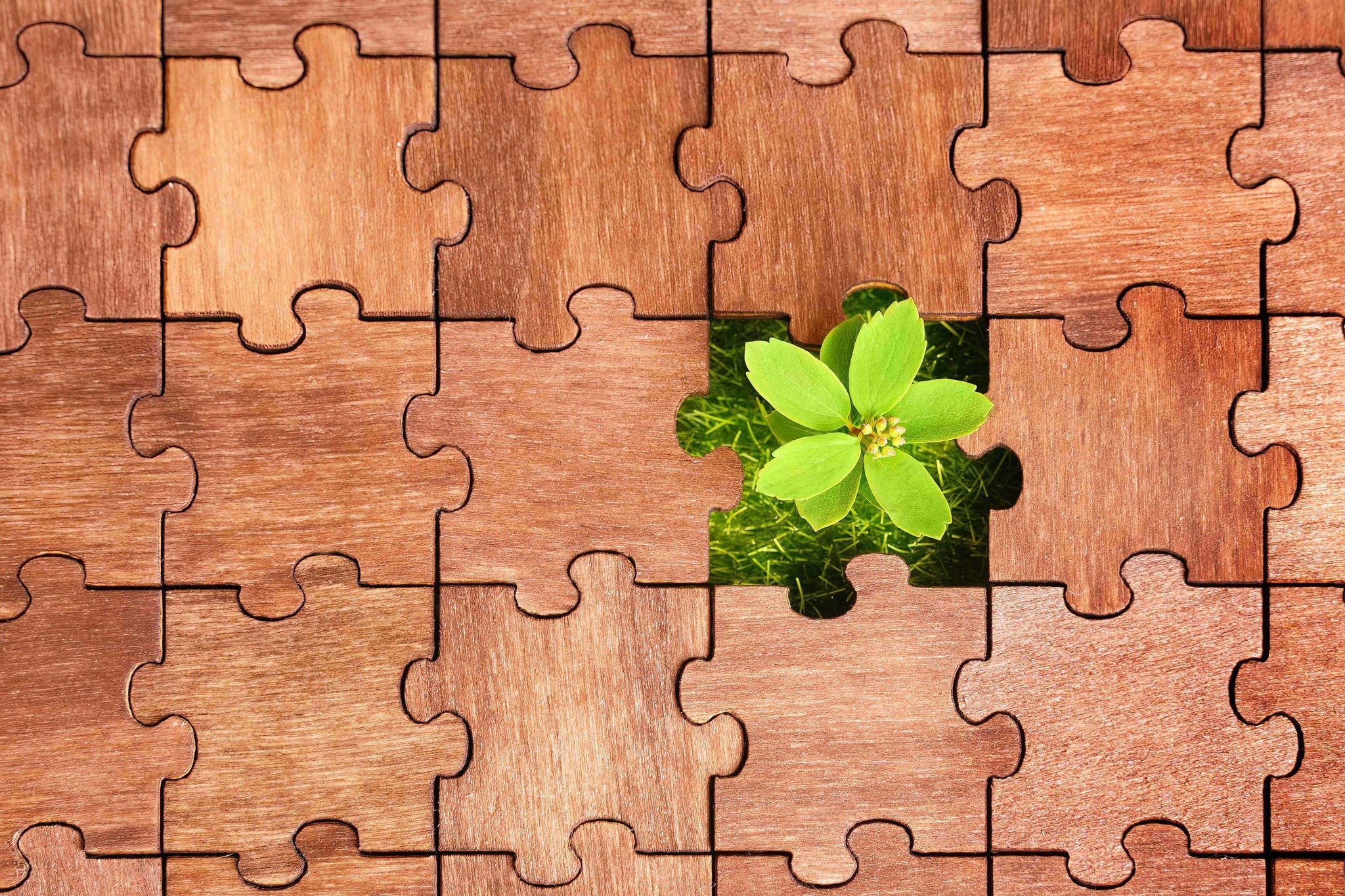 Puzzle mit frischem Gras und kleiner Pflanze