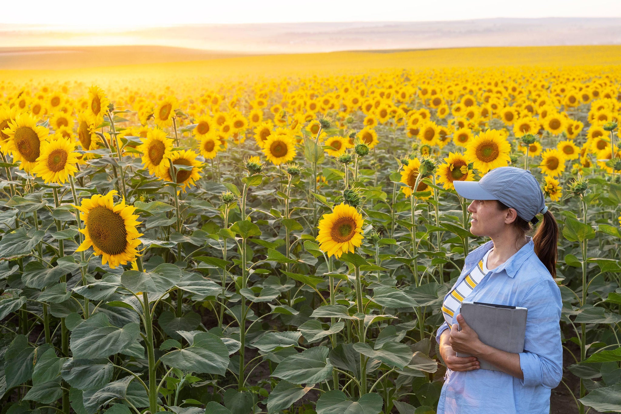 A confident farmer examining the harvest in an organic farm on a brightly lit day. Agronomist using digital tablet in agriculture. Comfort in quality control.