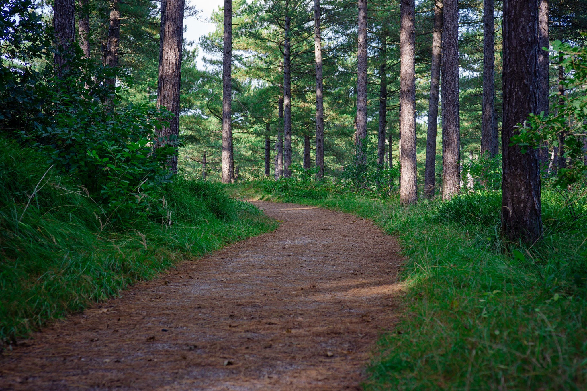 En skogsti i en frodig skog på sensommeren i dagslys