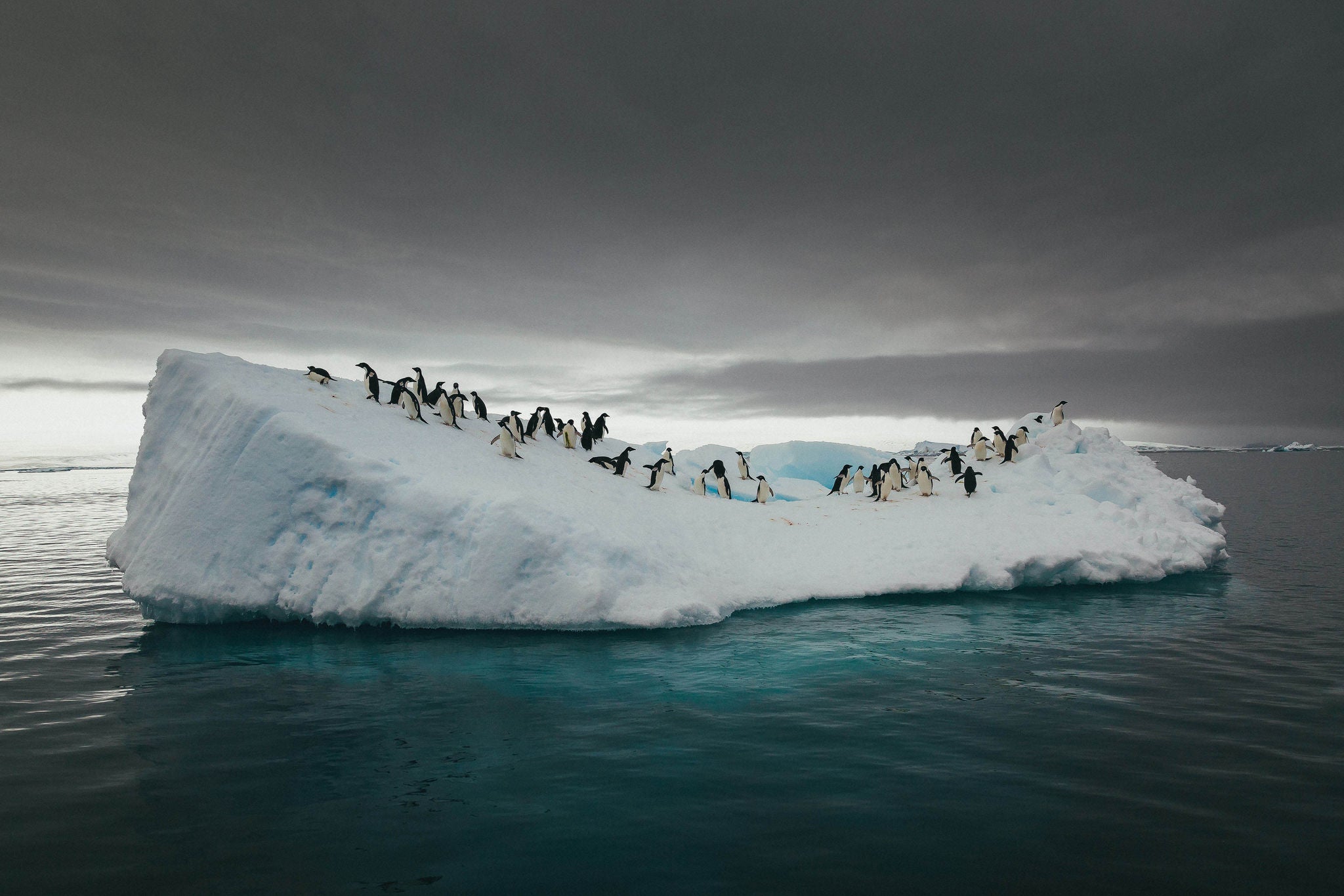 Pinguine auf einem Eisberg im Meer