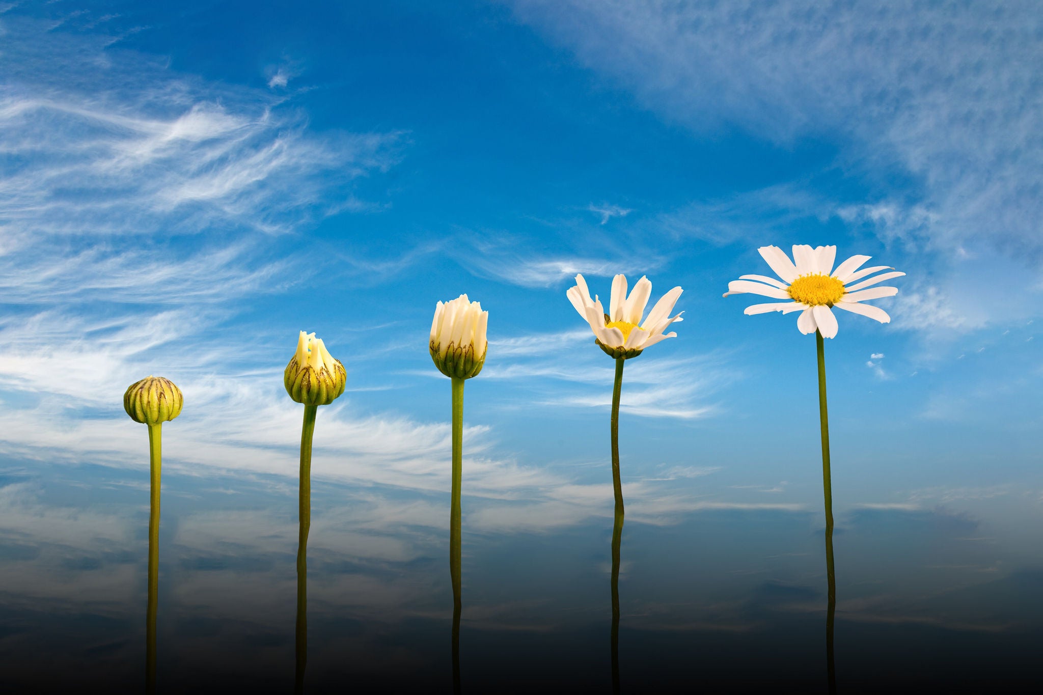 Portrait of five stages of flower with sky background